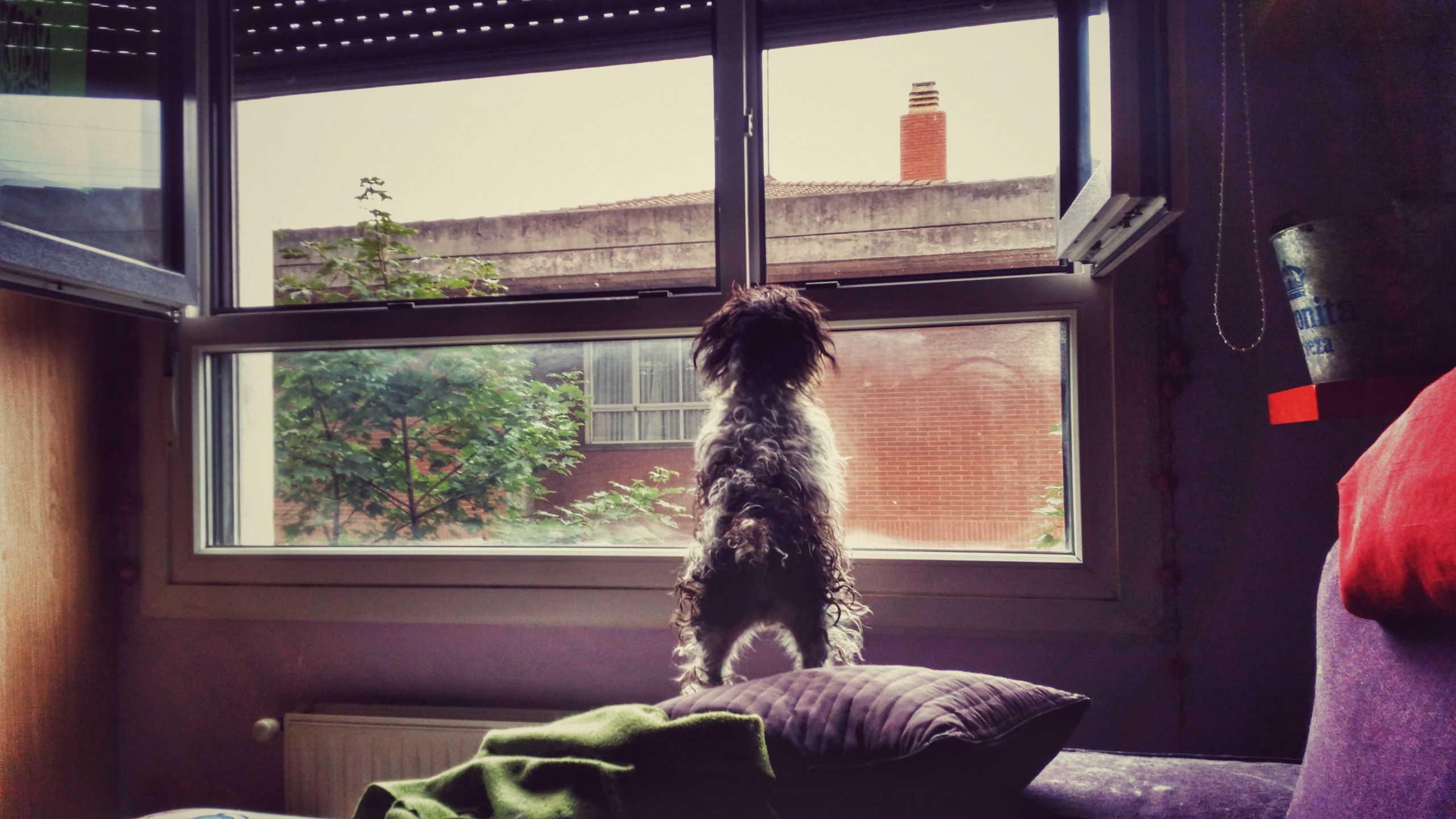 La Guardiana  | Aventuras y Travesuras de Kenya