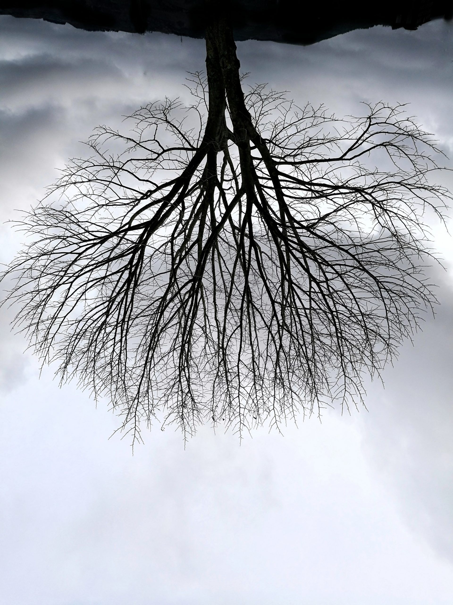 Raices – Fotografía creativa móvil en Barakaldo | Ibarakaldo