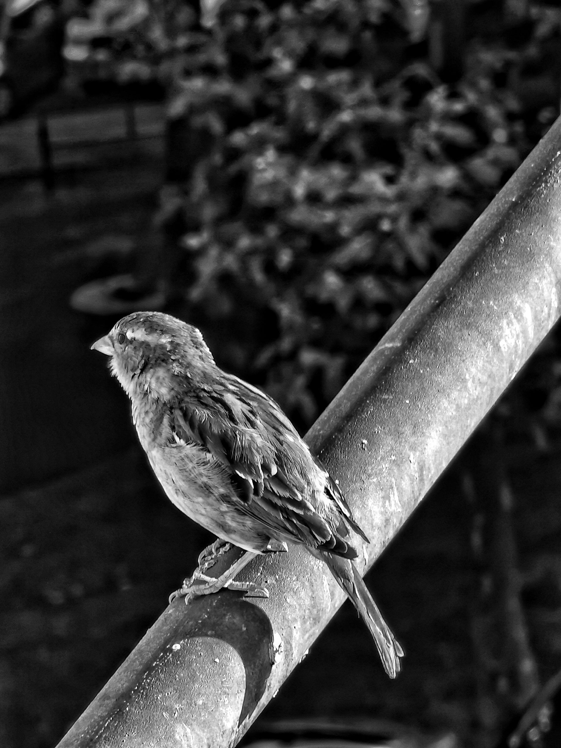 Camara de Vigilancia 3.0 – Fotografía creativa móvil en Barakaldo | Ibarakaldo