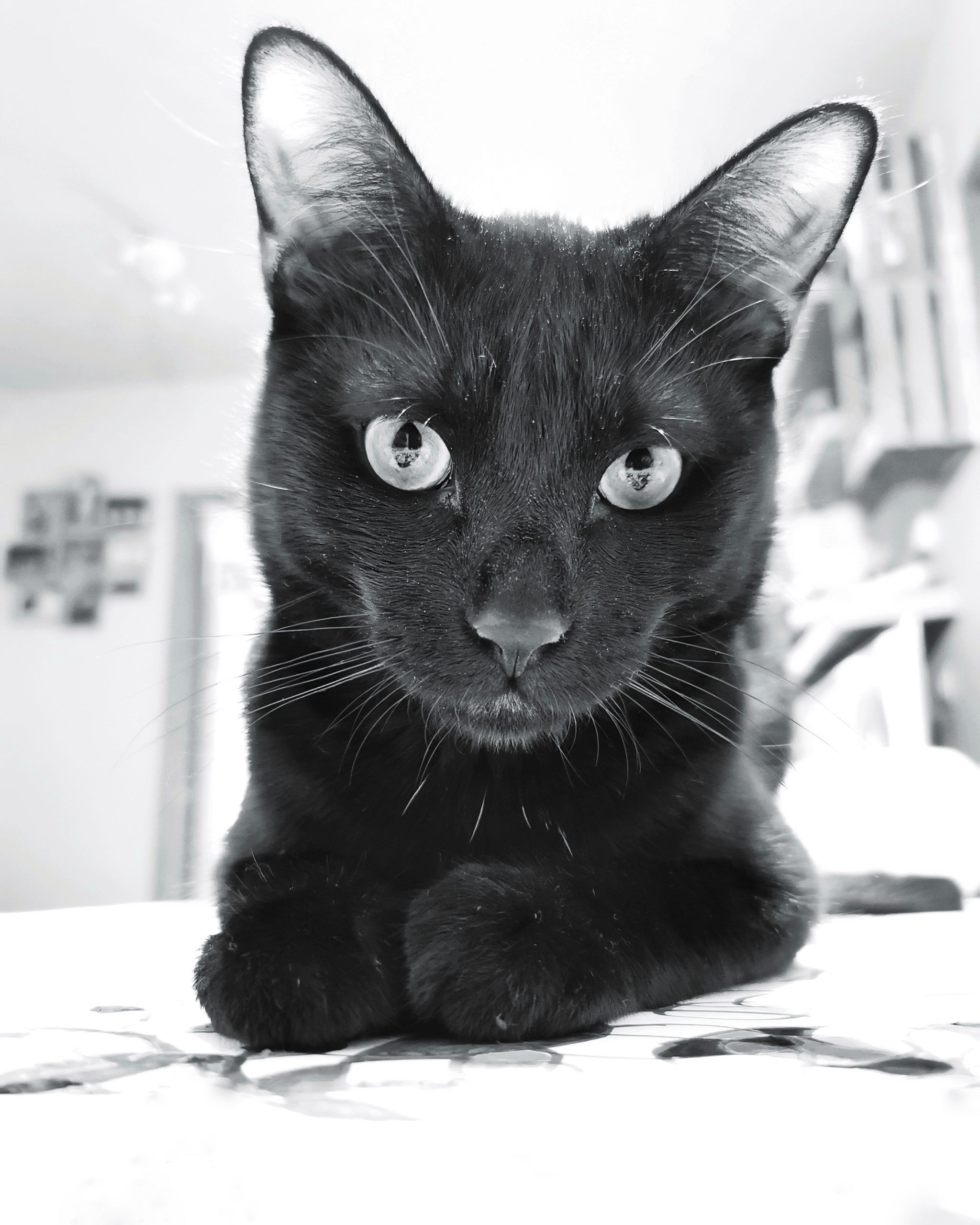 La mirada del Tigre | Las Aventuras de Beltza La Pantera Negra | Ibarakaldo