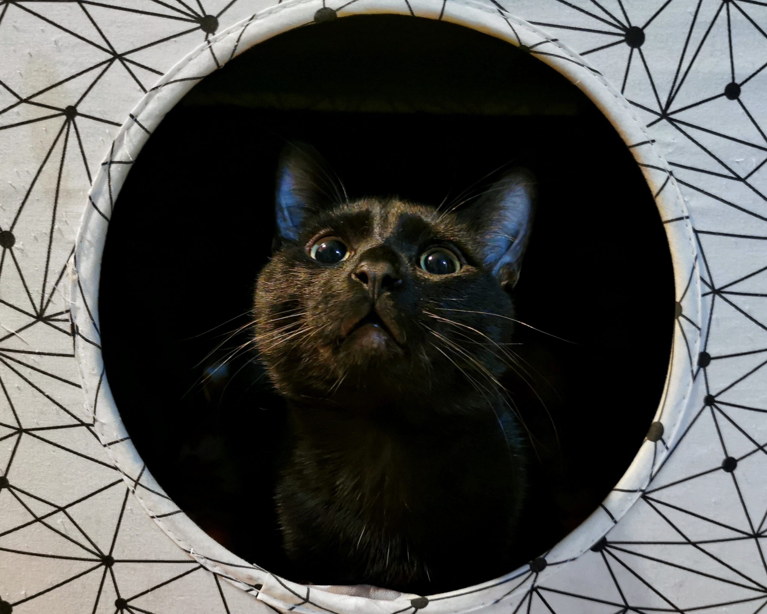 La mirada del Tigre 2 | Las Aventuras de Beltza La Pantera Negra | Ibarakaldo