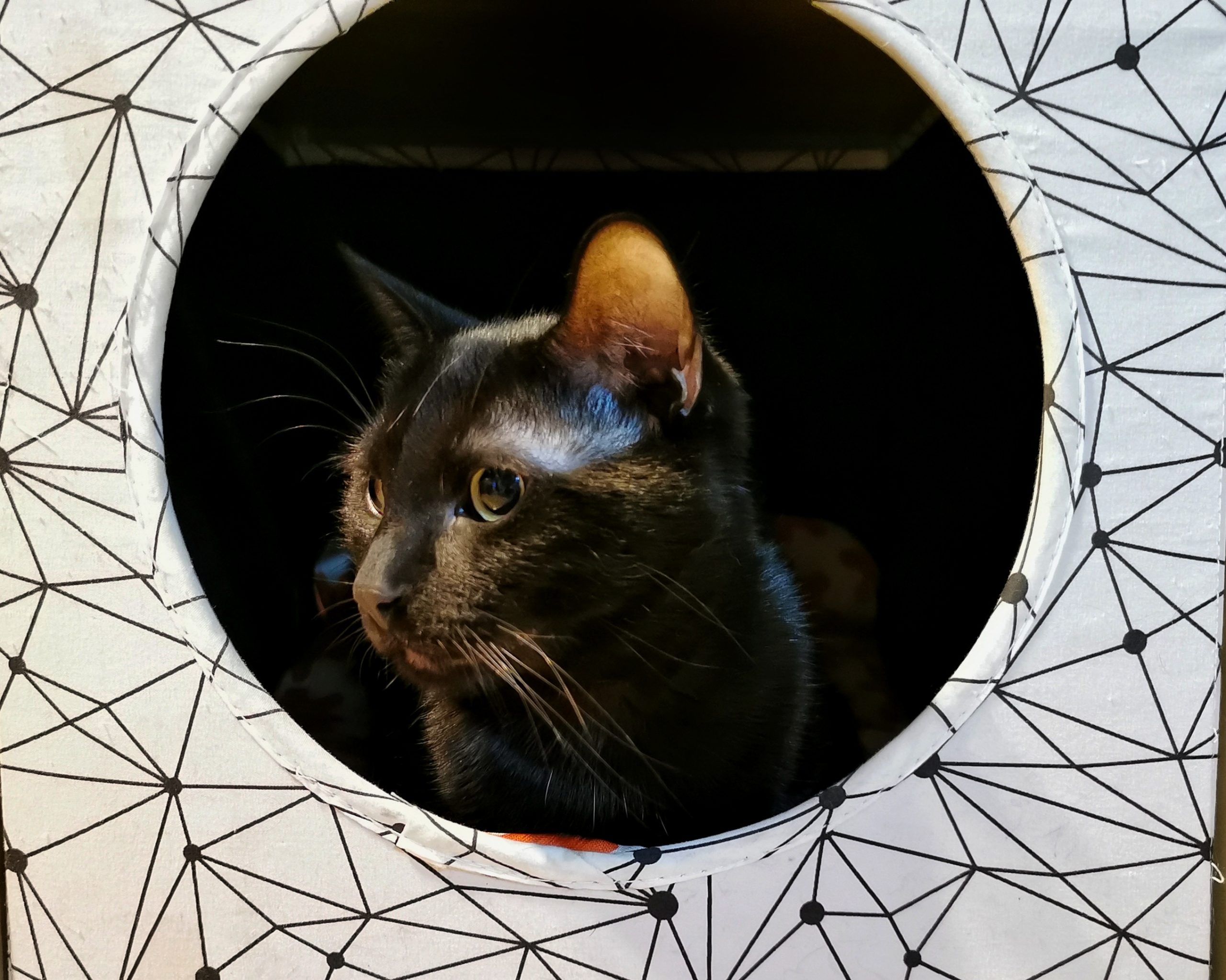 La Mirada del Tigre 3 | Las Aventuras de Beltza La Pantera Negra | Ibarakaldo