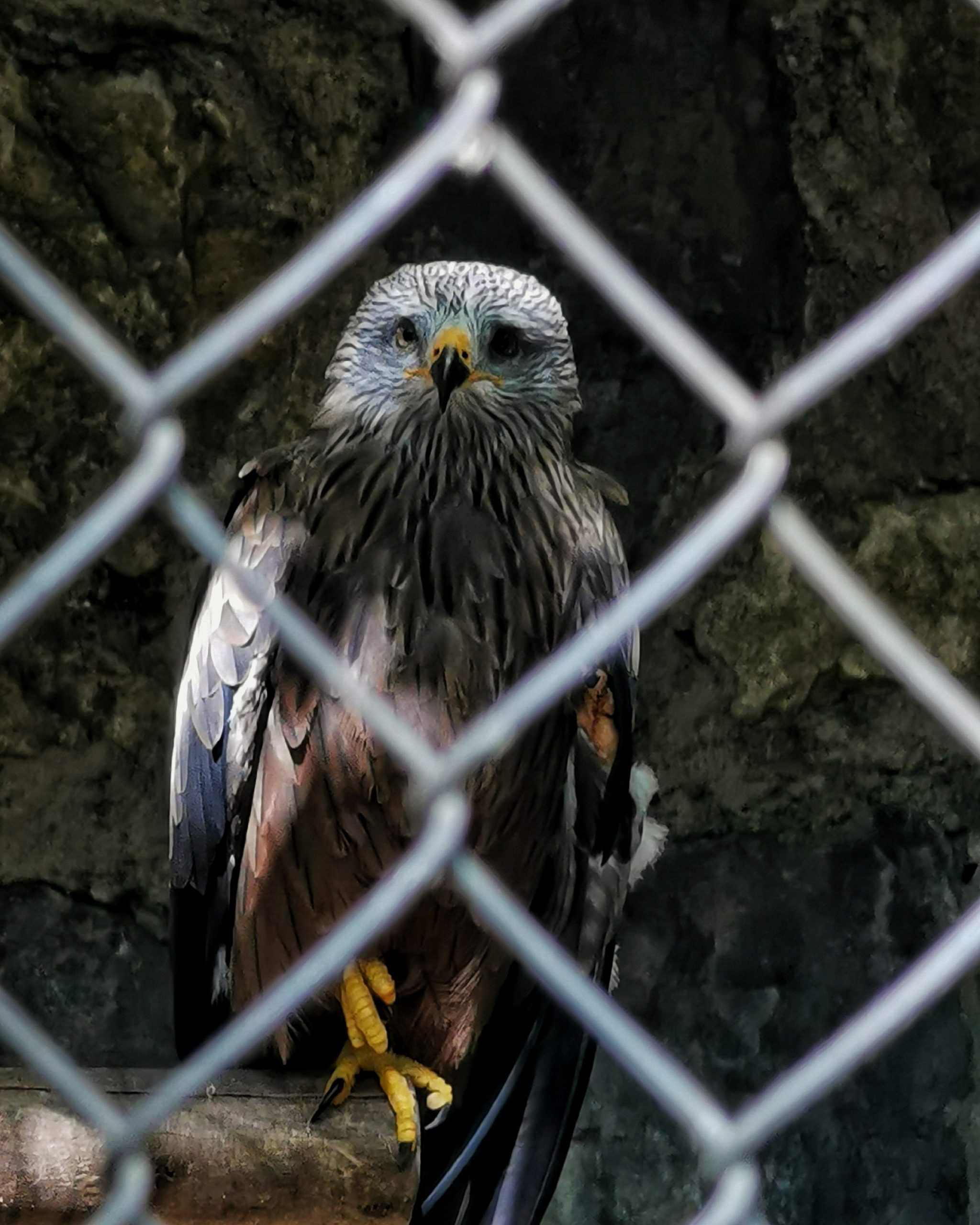 BBK Karpín Fauna . Mirada Presa – Fotografía creativa móvil en Karrantza | Ibarakaldo