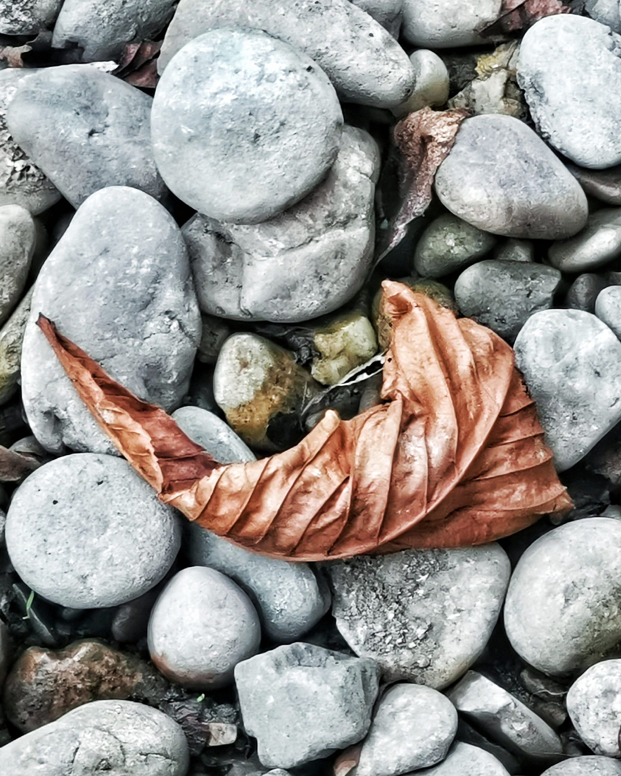 Natura – Fotografía creativa móvil en Barakaldo | Ibarakaldo
