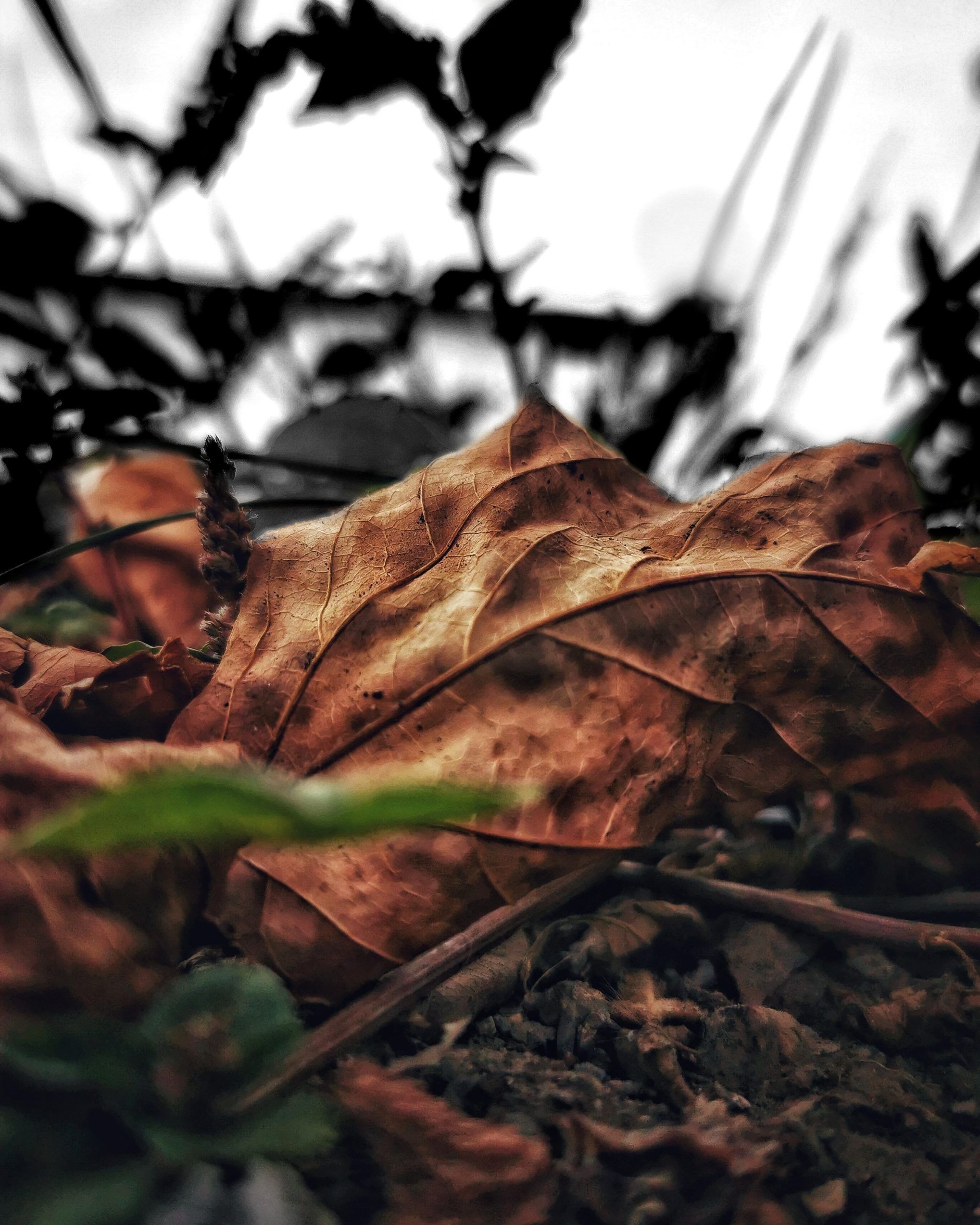 Los pequeños detalles 6 – Fotografía creativa móvil en Barakaldo | Ibarakaldo