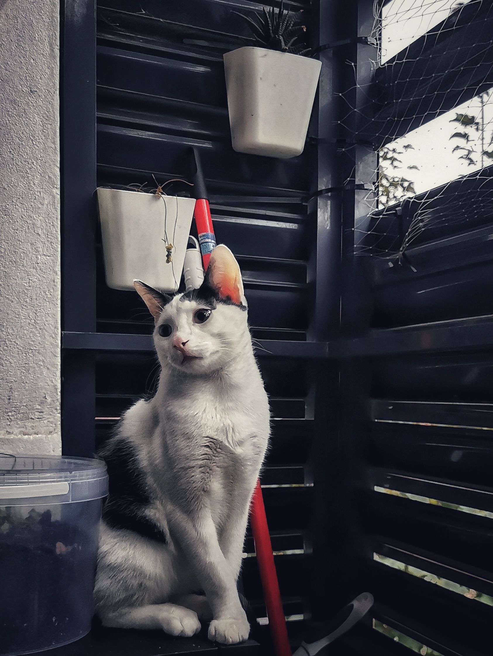 Postureo Gatuno | Aventuras y Travesuras de  Max El Travieso un Gato Juguetón