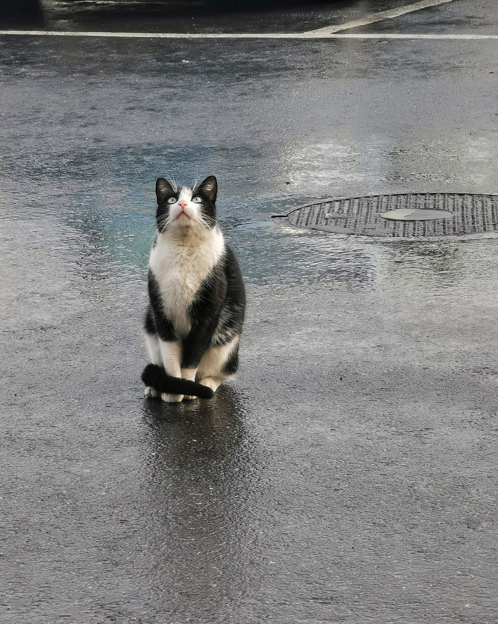 Curiosidad Gatuna – Fotografía creativa móvil en Barakaldo | Ibarakaldo