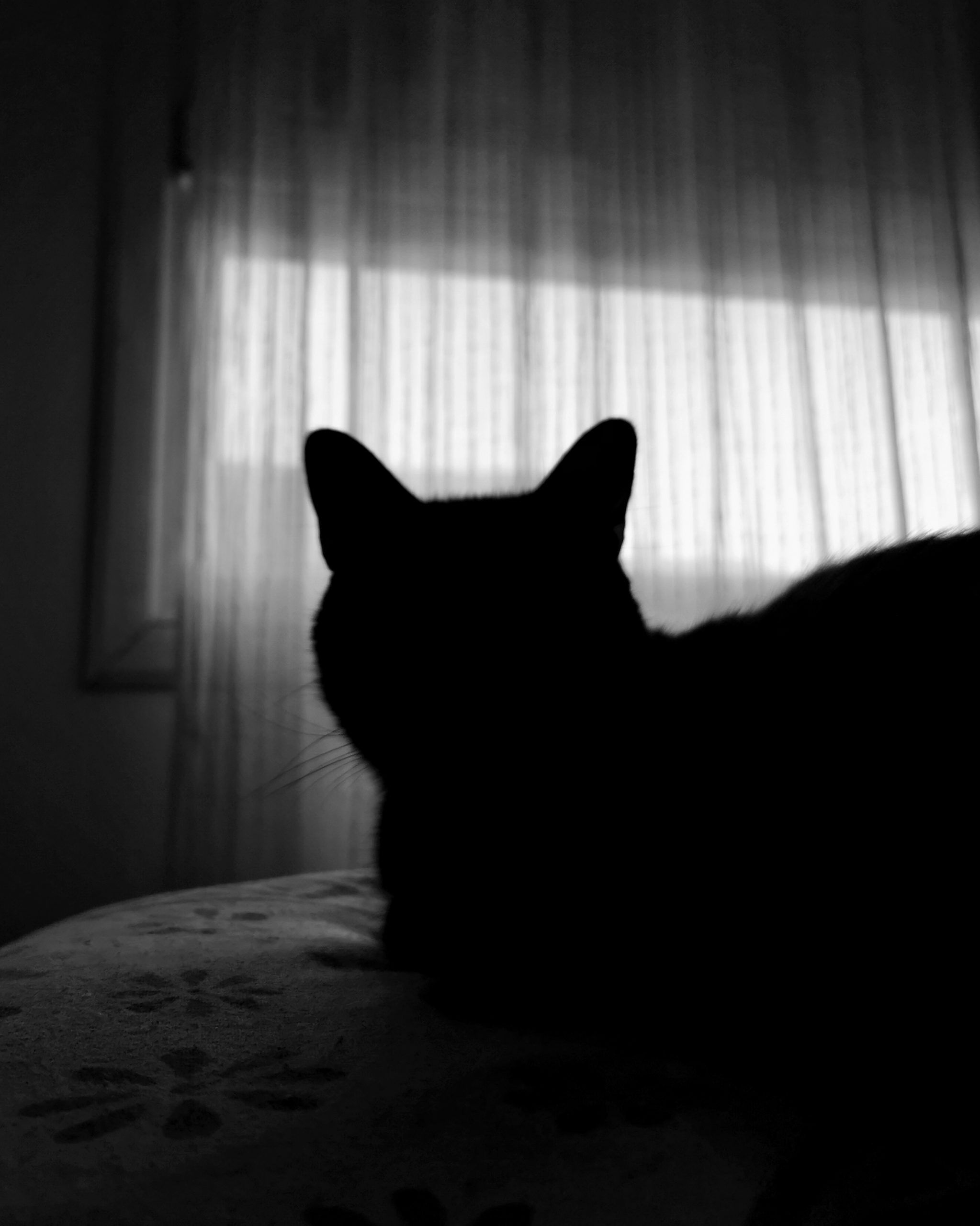 Beltza  | Las Aventuras de Beltza La Pantera Negra | Ibarakaldo