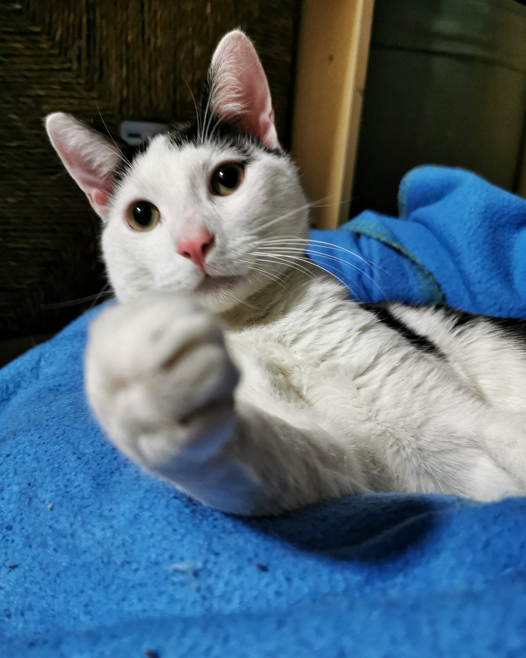 Are you watching me | Aventuras y Travesuras de Max El Travieso un Gato Juguetón