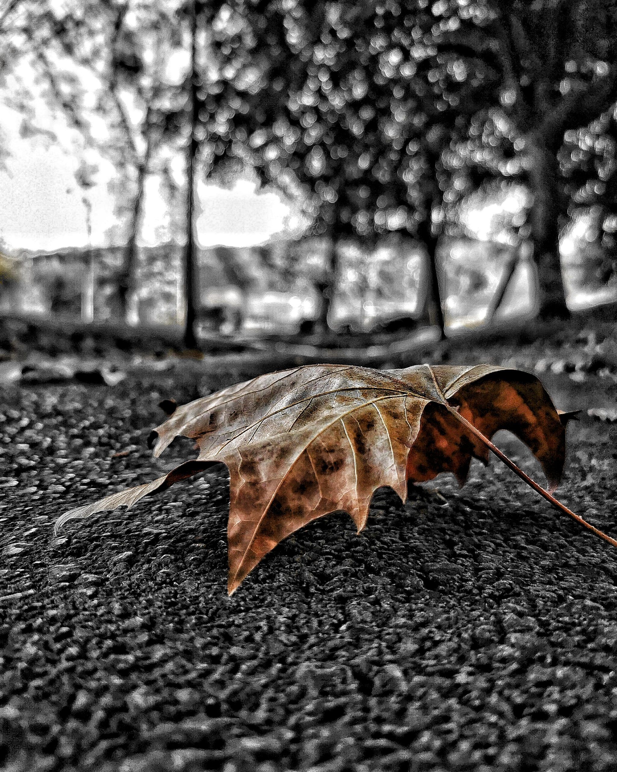 Los pequeños detalles 7 – Fotografía creativa móvil en Barakaldo | Ibarakaldo