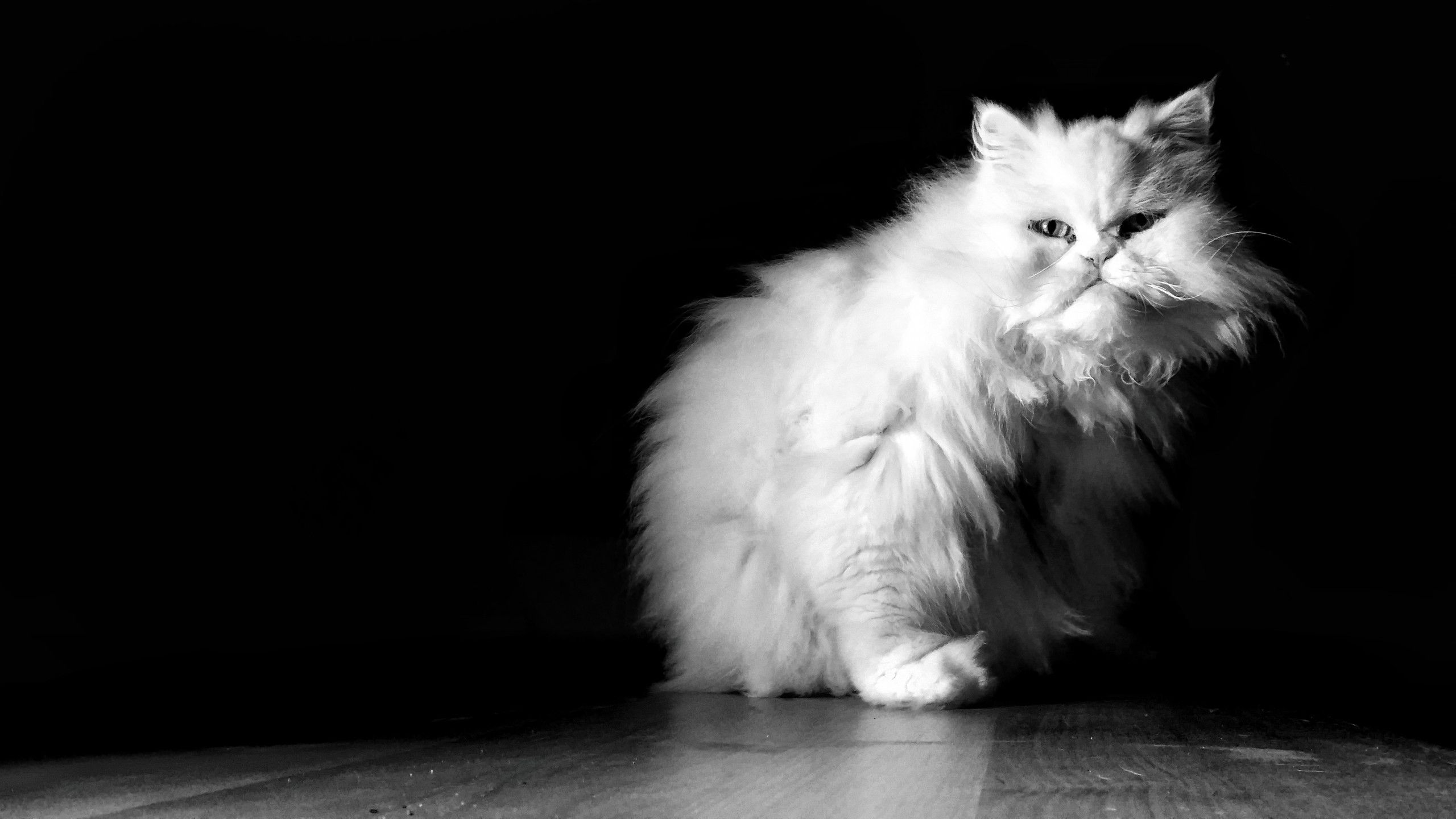 He visto un lindo gatito… – Fotografía creativa móvil en Barakaldo | Ibarakaldo