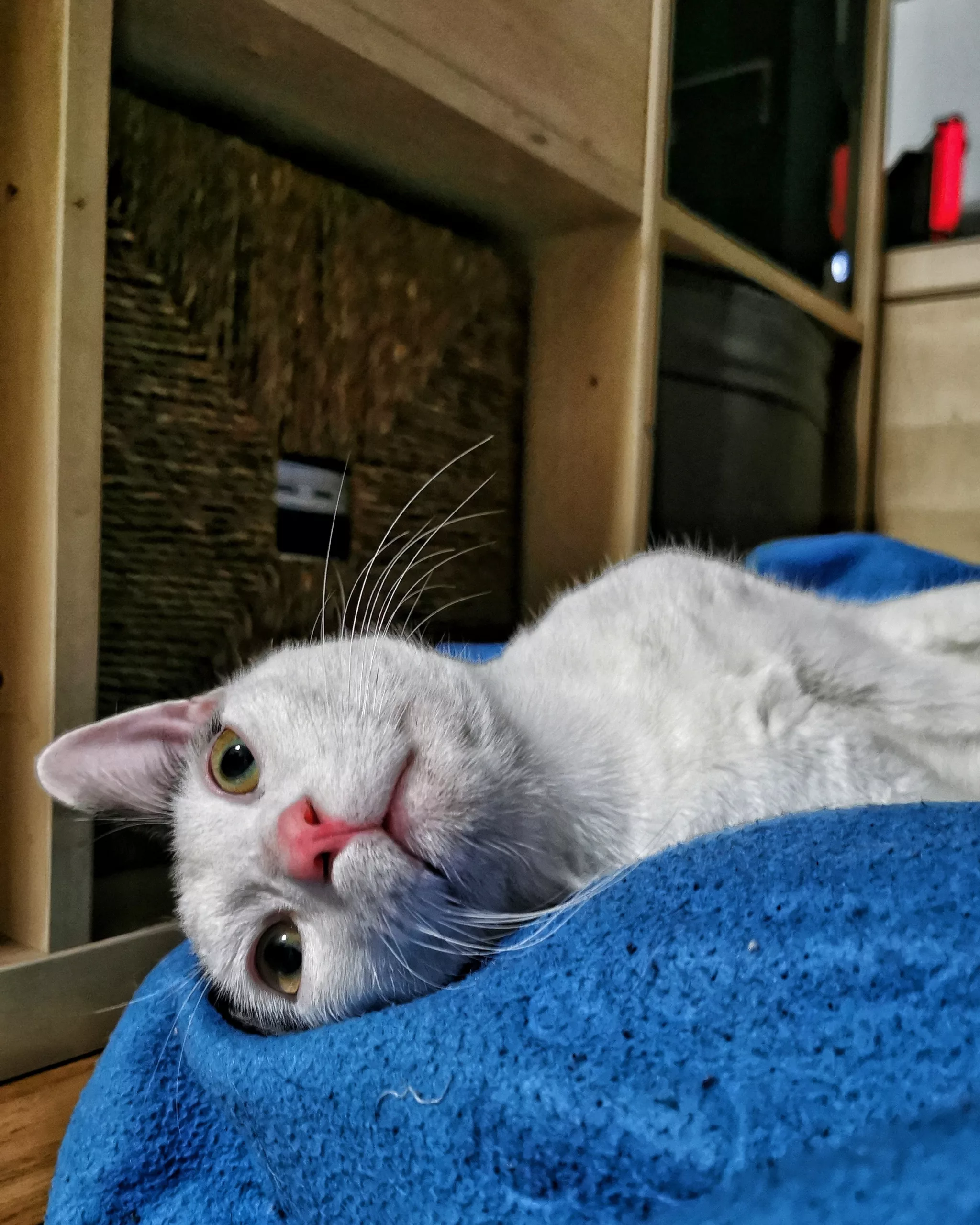 Hello….¿Que tal?  | Aventuras y Travesuras de Max El Travieso un Gato Juguetón