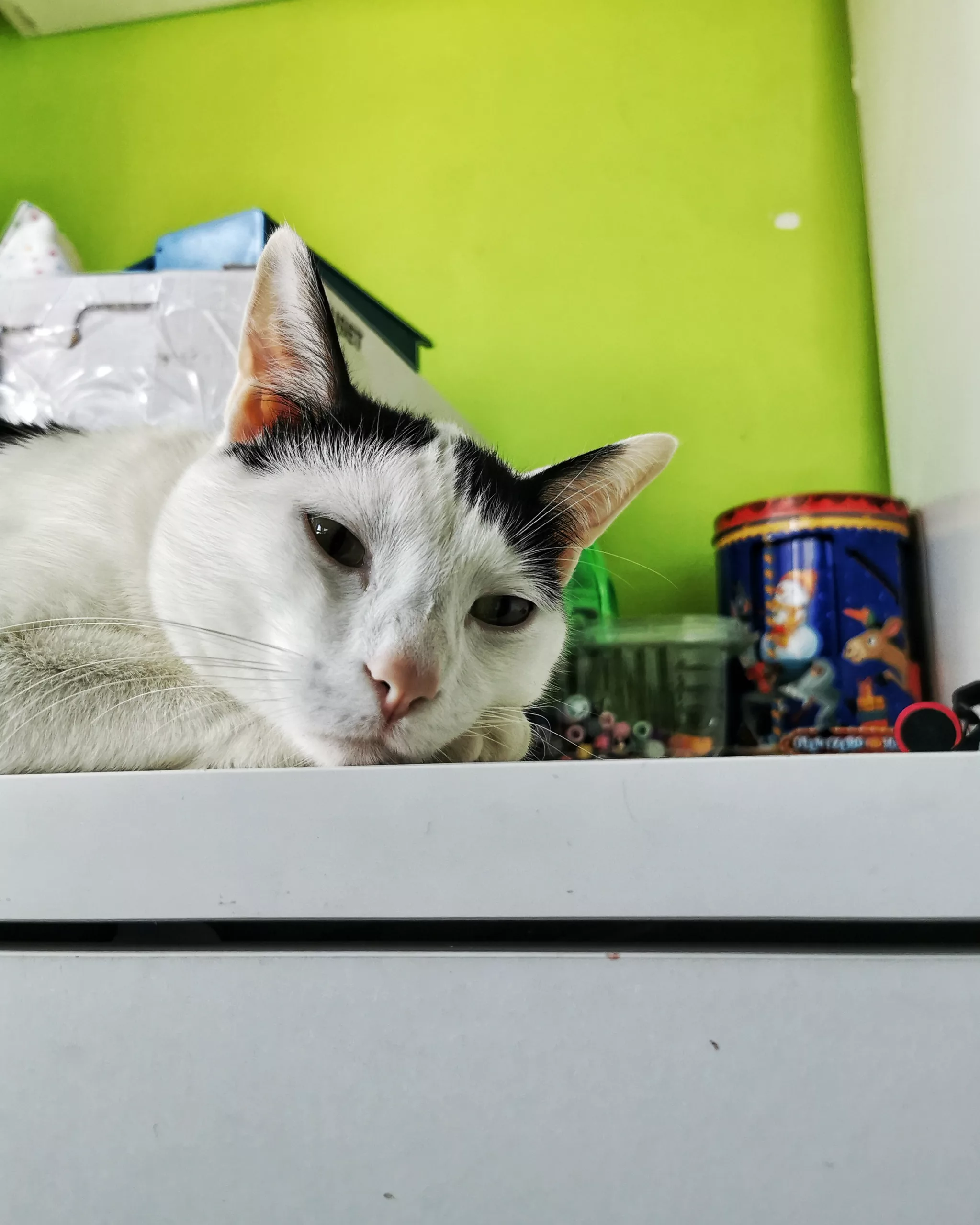 Al fresquito  | Aventuras y Travesuras de Max El Travieso un Gato Juguetón