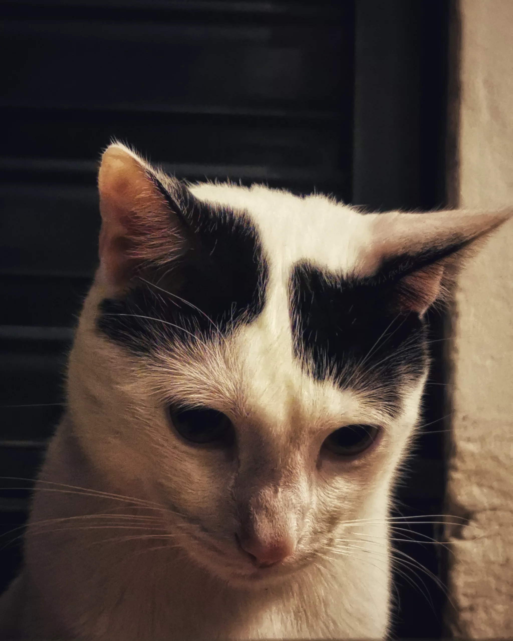 Katu Begirada – Mirada Gatuna 2 | Aventuras y Travesuras de Max El Travieso un Gato Juguetón