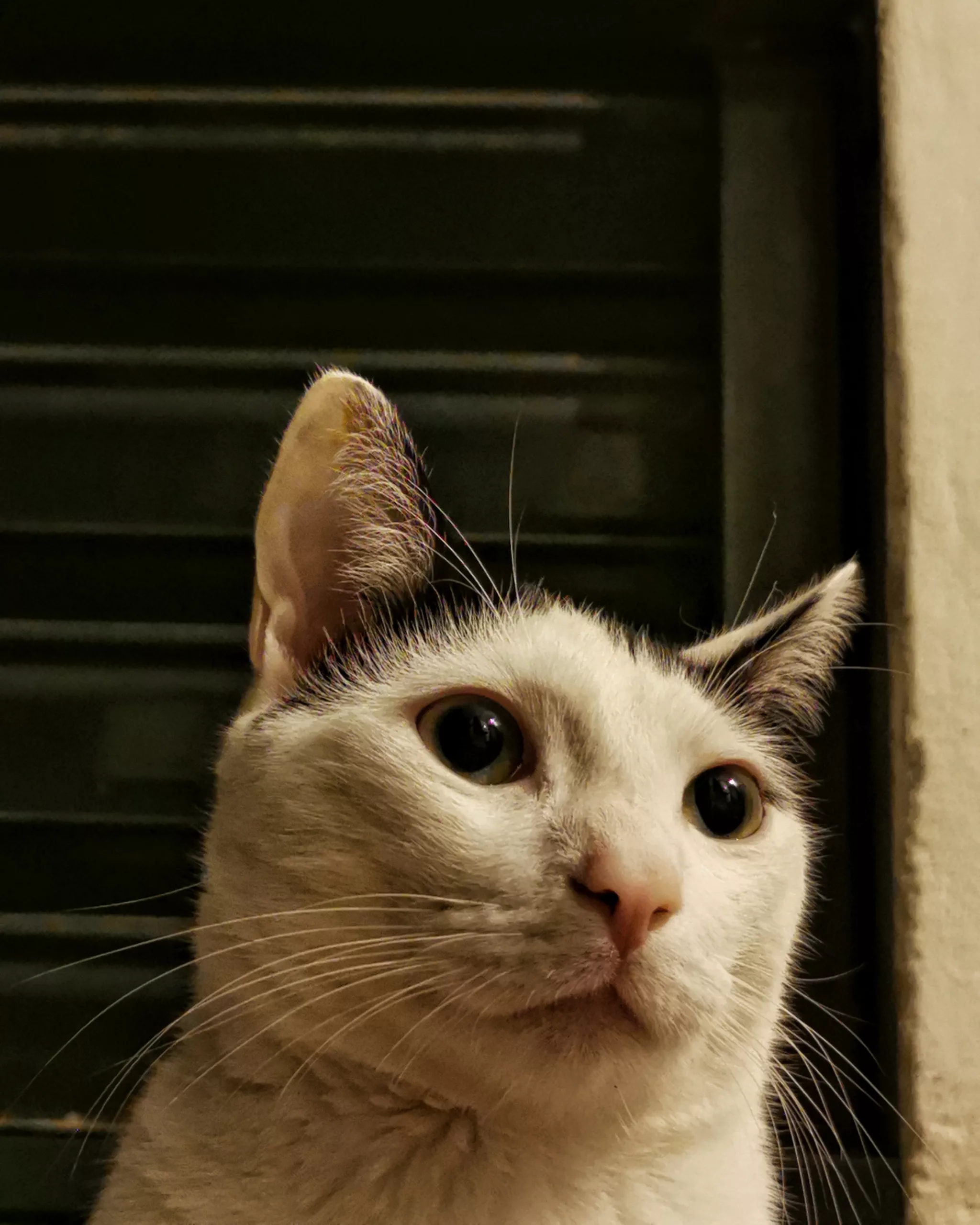 Katu Begirada – Mirada Gatuna | Aventuras y Travesuras de Max El Travieso un Gato Juguetón