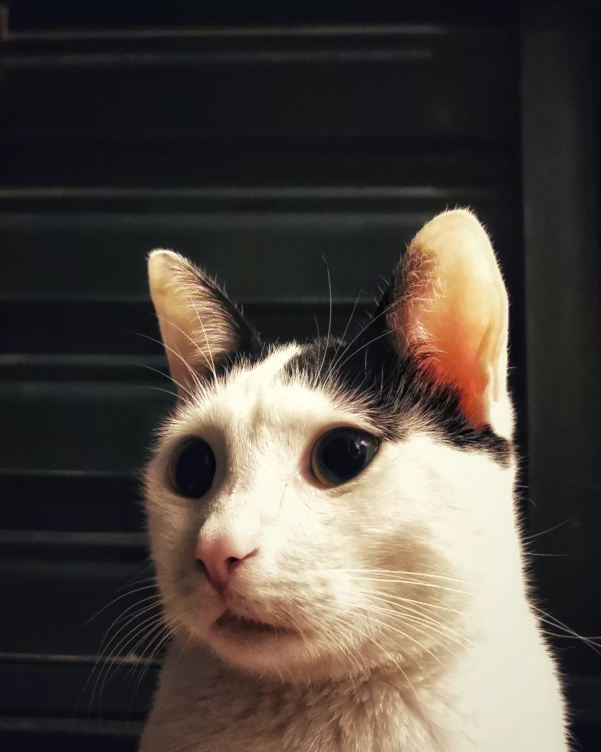 Katu Begirada – Mirada Gatuna 3