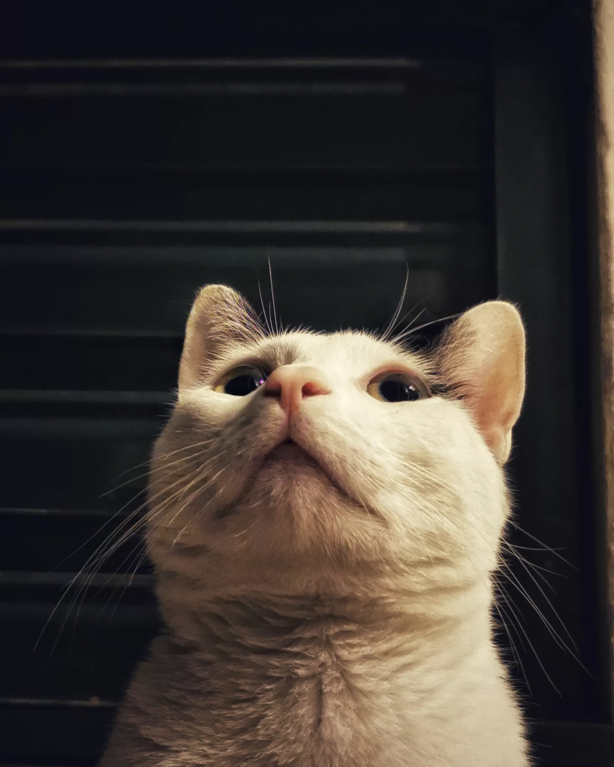 Katu Begirada – Mirada Gatuna 4 | Aventuras y Travesuras de Max El Travieso un Gato Juguetón