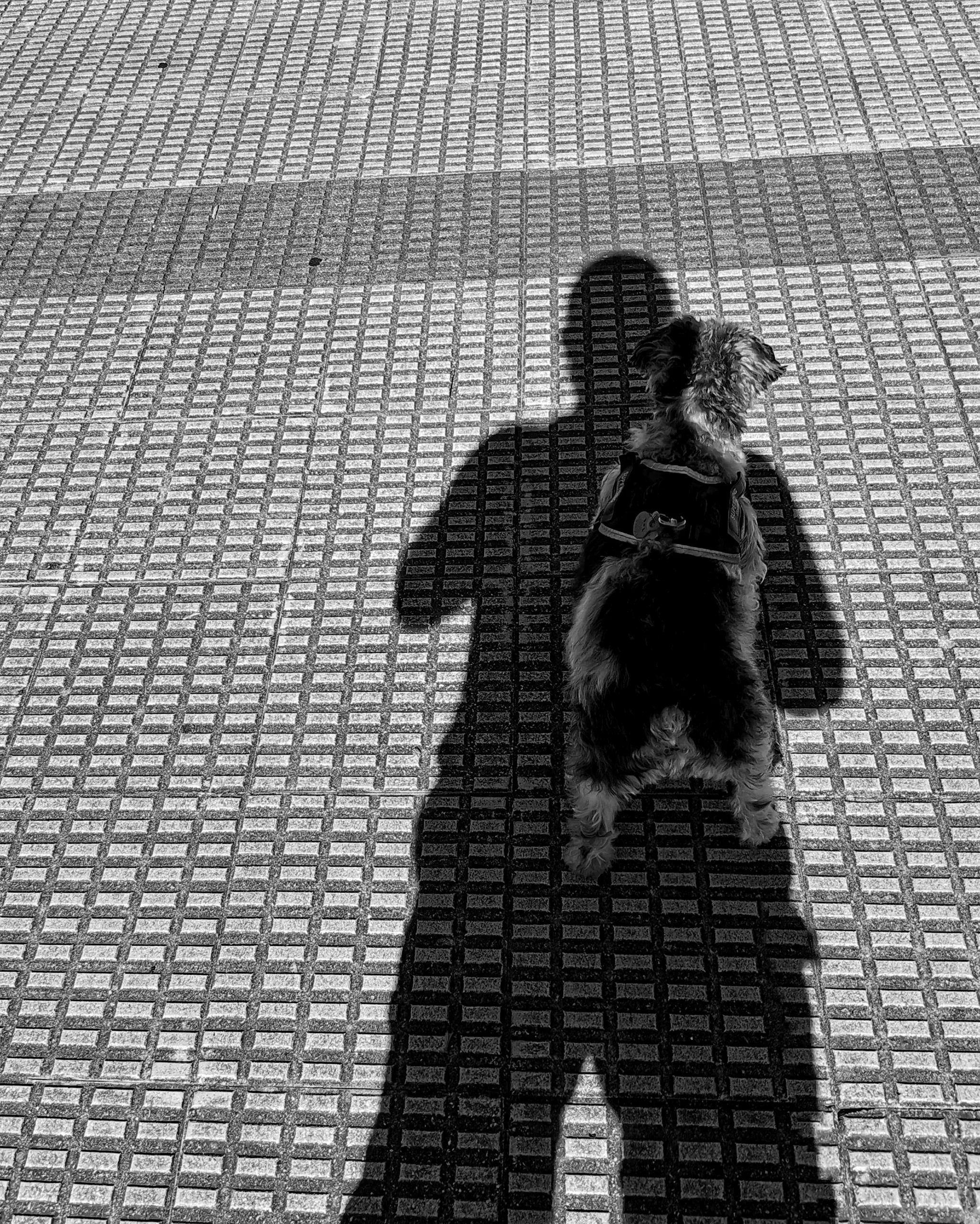 Atrapado en las sombras 2 | Fotografía creativa móvil en Barakaldo | Ibarakaldo