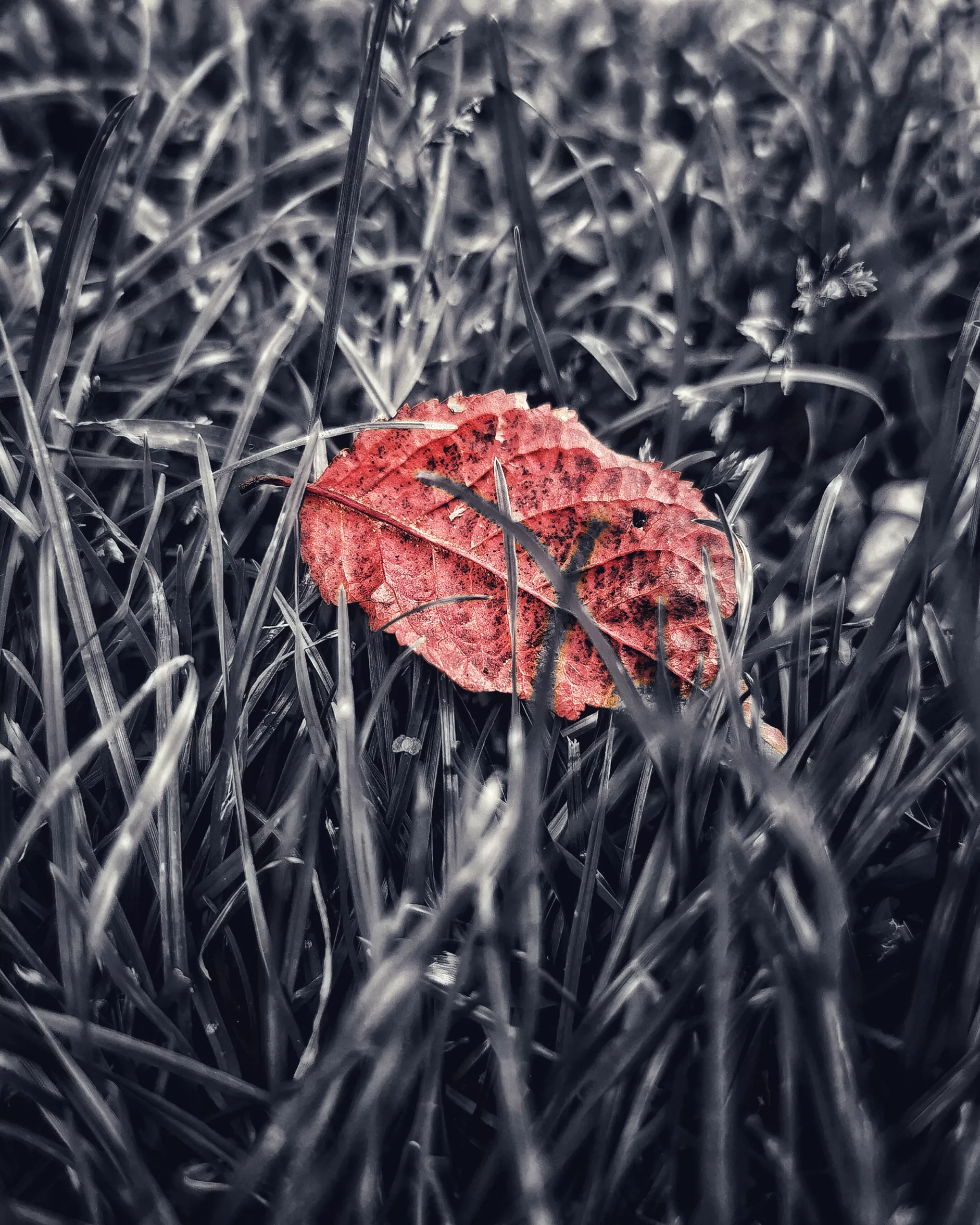 Los pequeños detalles 17 – Fotografía creativa móvil en Barakaldo | Ibarakaldo