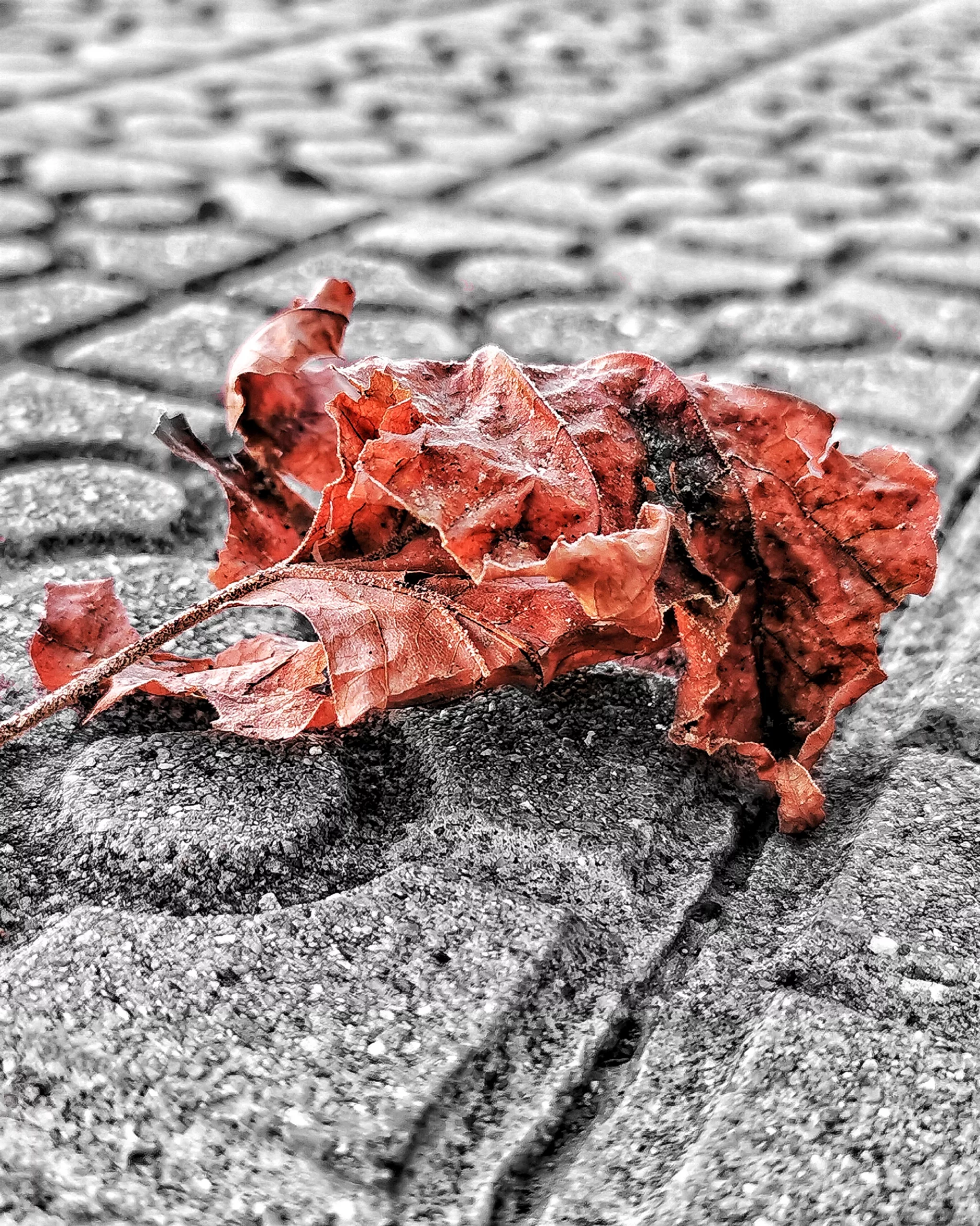 Los pequeños detalles 19 – Fotografía creativa móvil en Barakaldo | Ibarakaldo