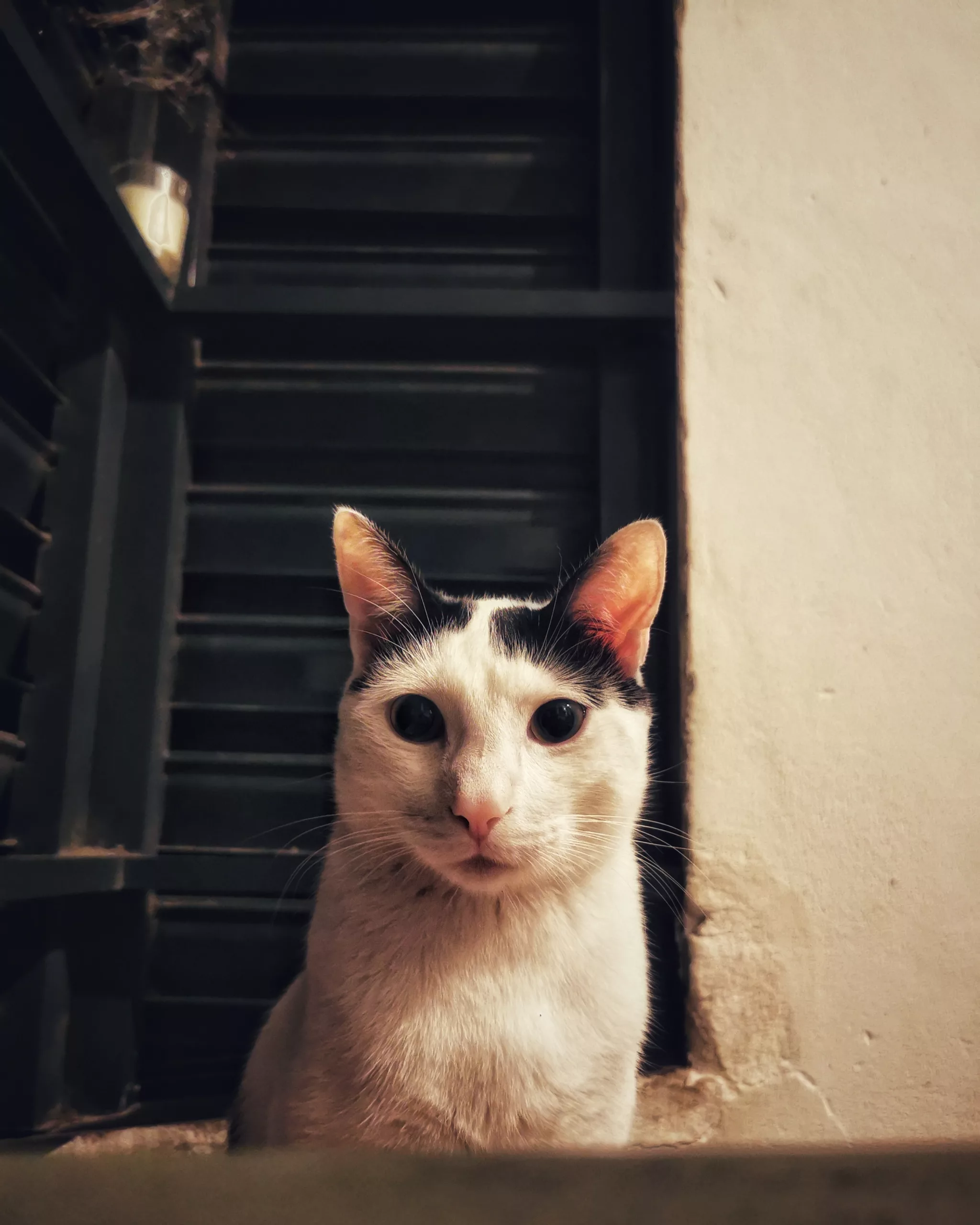 Katu Begirada – Mirada Gatuna 5 | Aventuras y Travesuras de Max El Travieso un Gato Juguetón