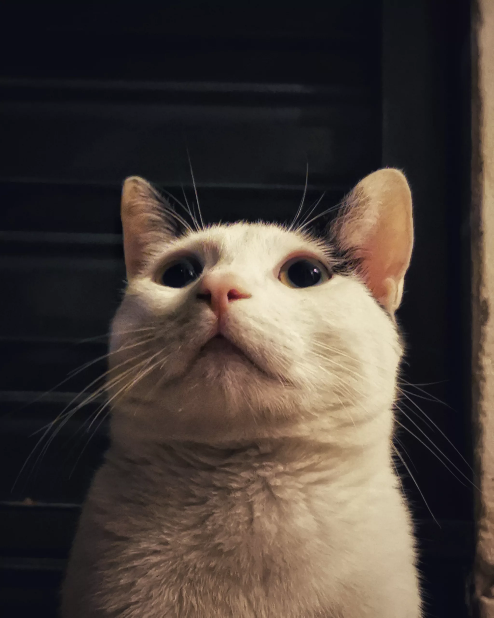 Katu Begirada – Mirada Gatuna 6 | Aventuras y Travesuras de Max El Travieso un Gato Juguetón