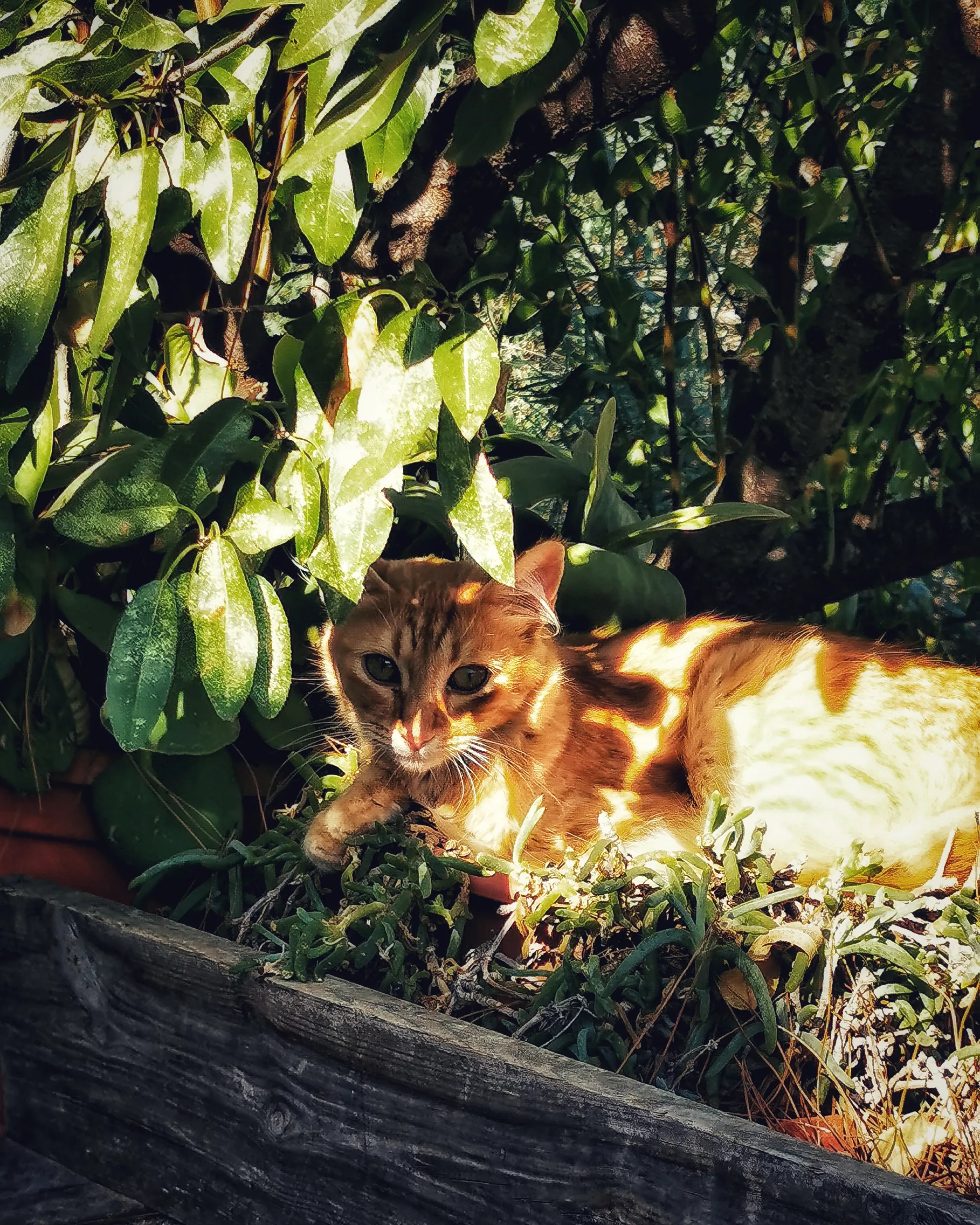 Eye of the Tiger – Fotografía creativa móvil en Murcia | Ibarakaldo