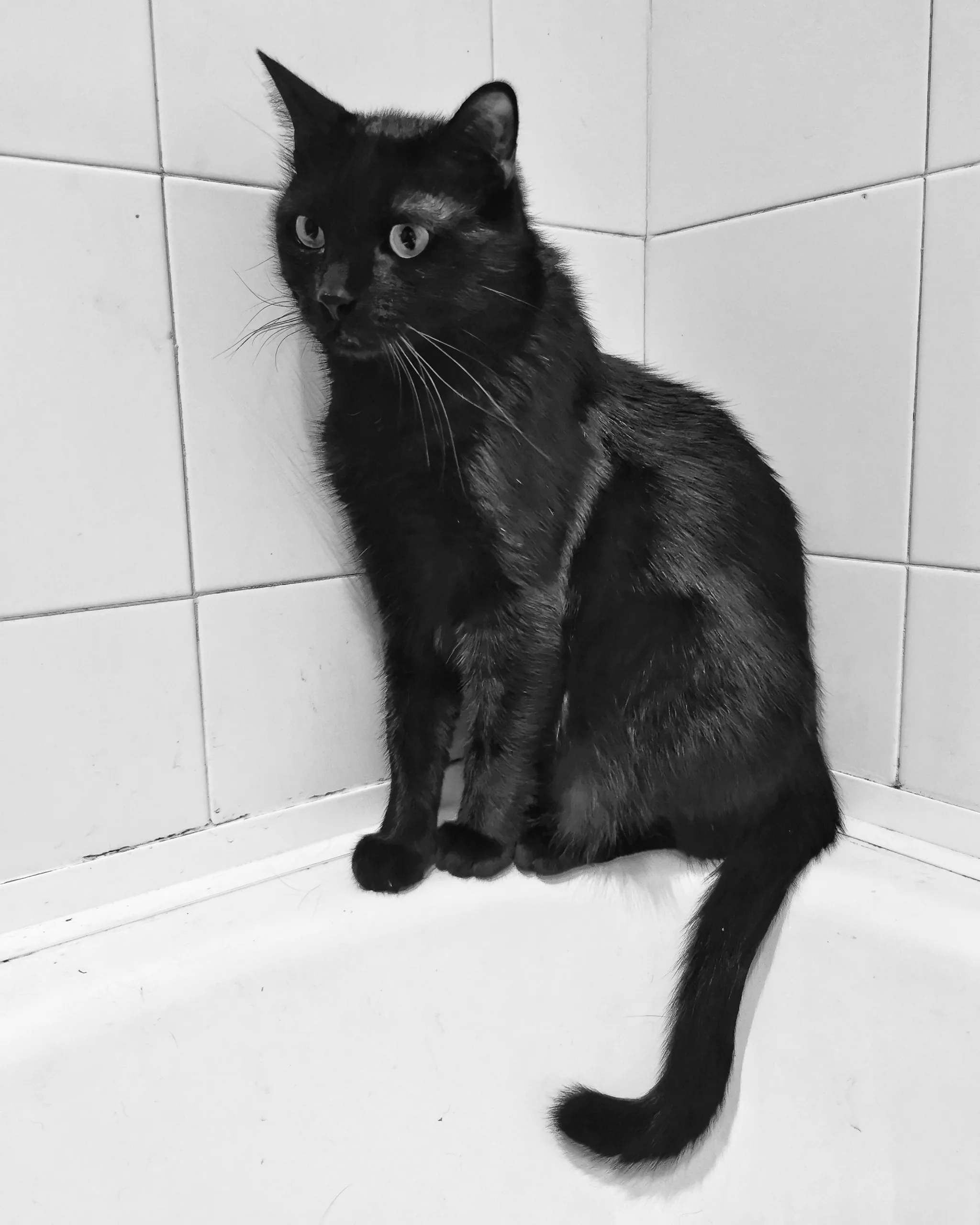 La POSE | Las Aventuras de Beltza La Pantera Negra | Ibarakaldo