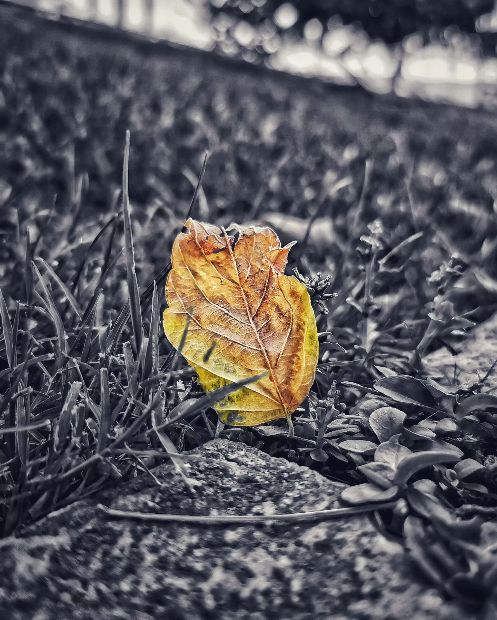 Los pequeños detalles 31 – Fotografía creativa móvil en Barakaldo | Ibarakaldo