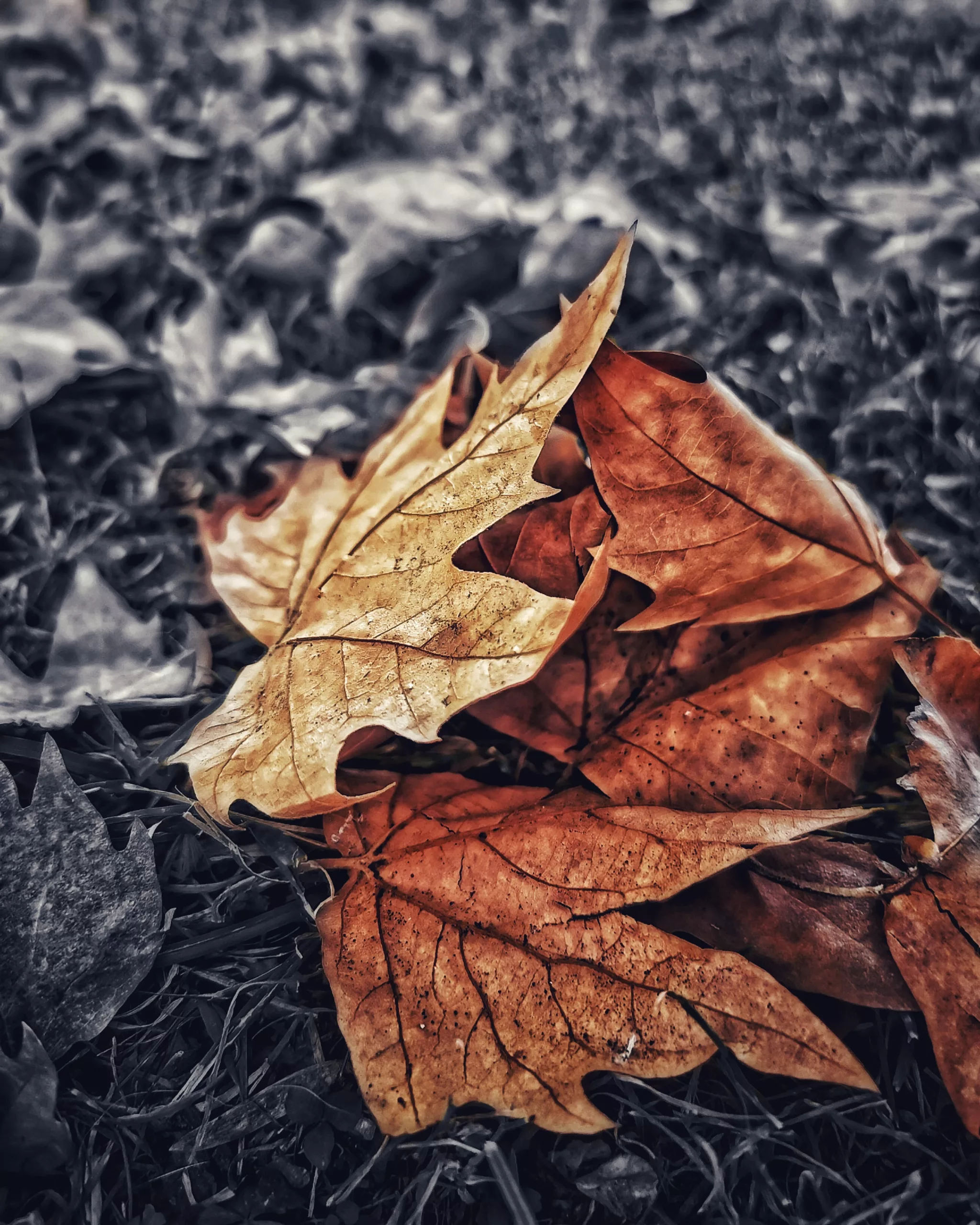 Los pequeños detalles 32 – Fotografía creativa móvil en Barakaldo | Ibarakaldo