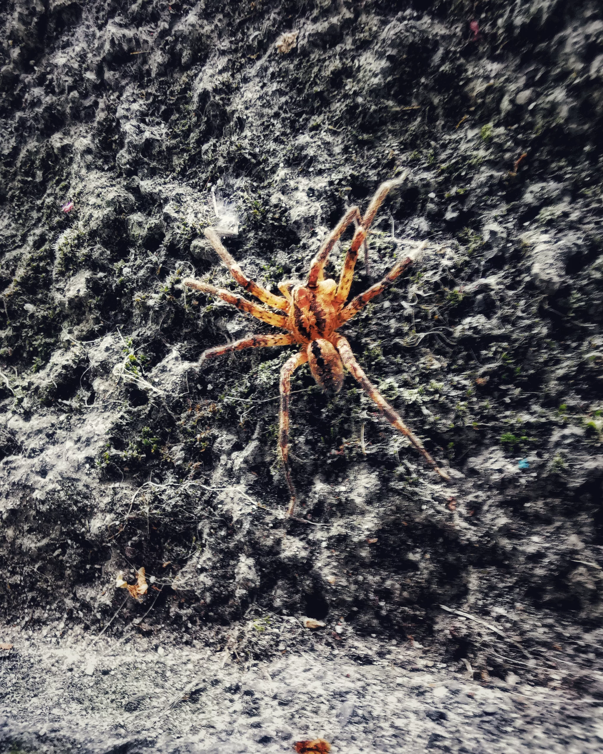 Spider… | Momentos Splash. Fotografía Creativa Ibarakaldo