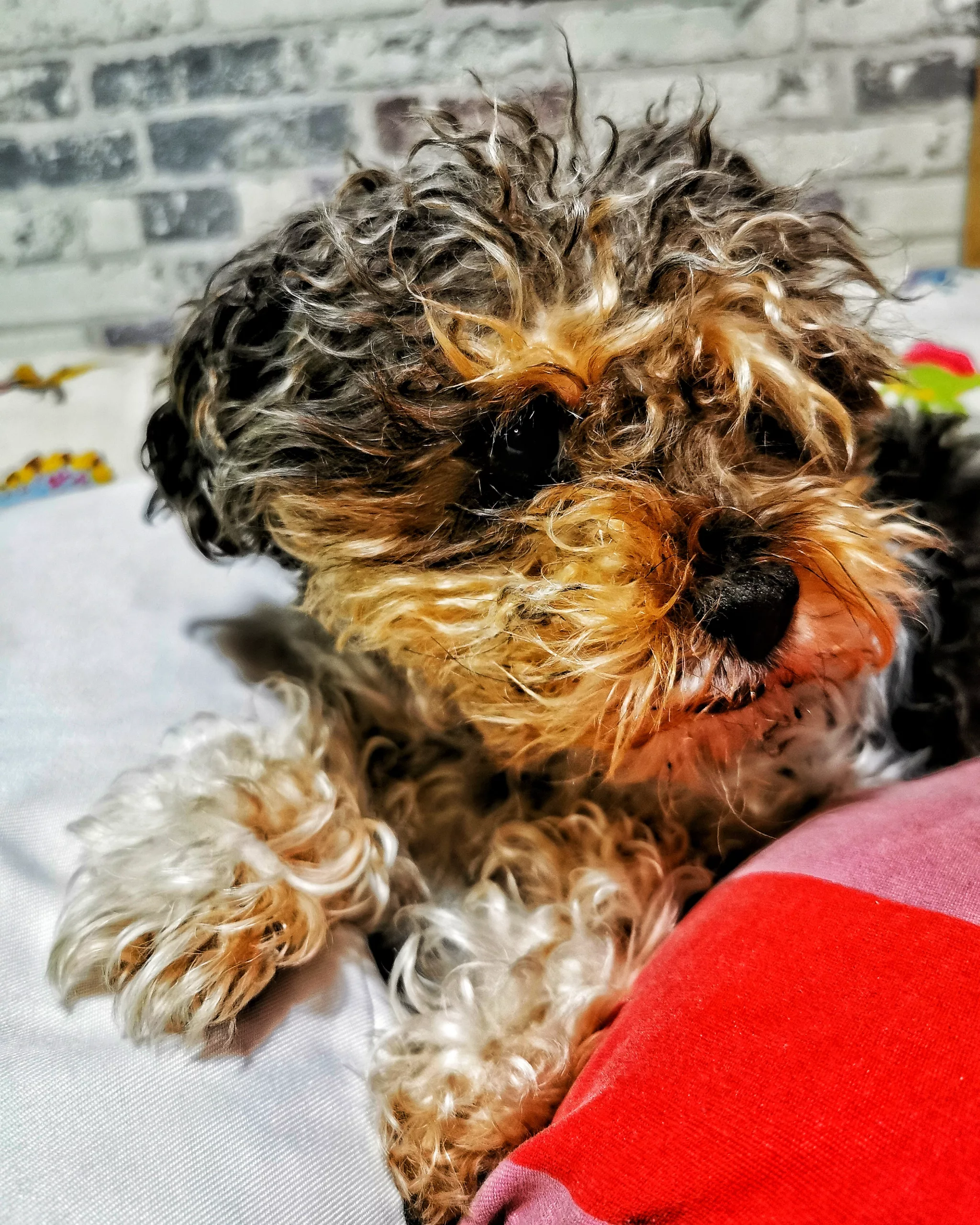 Txakur Begirada | Aventuras y Travesuras de Kenya