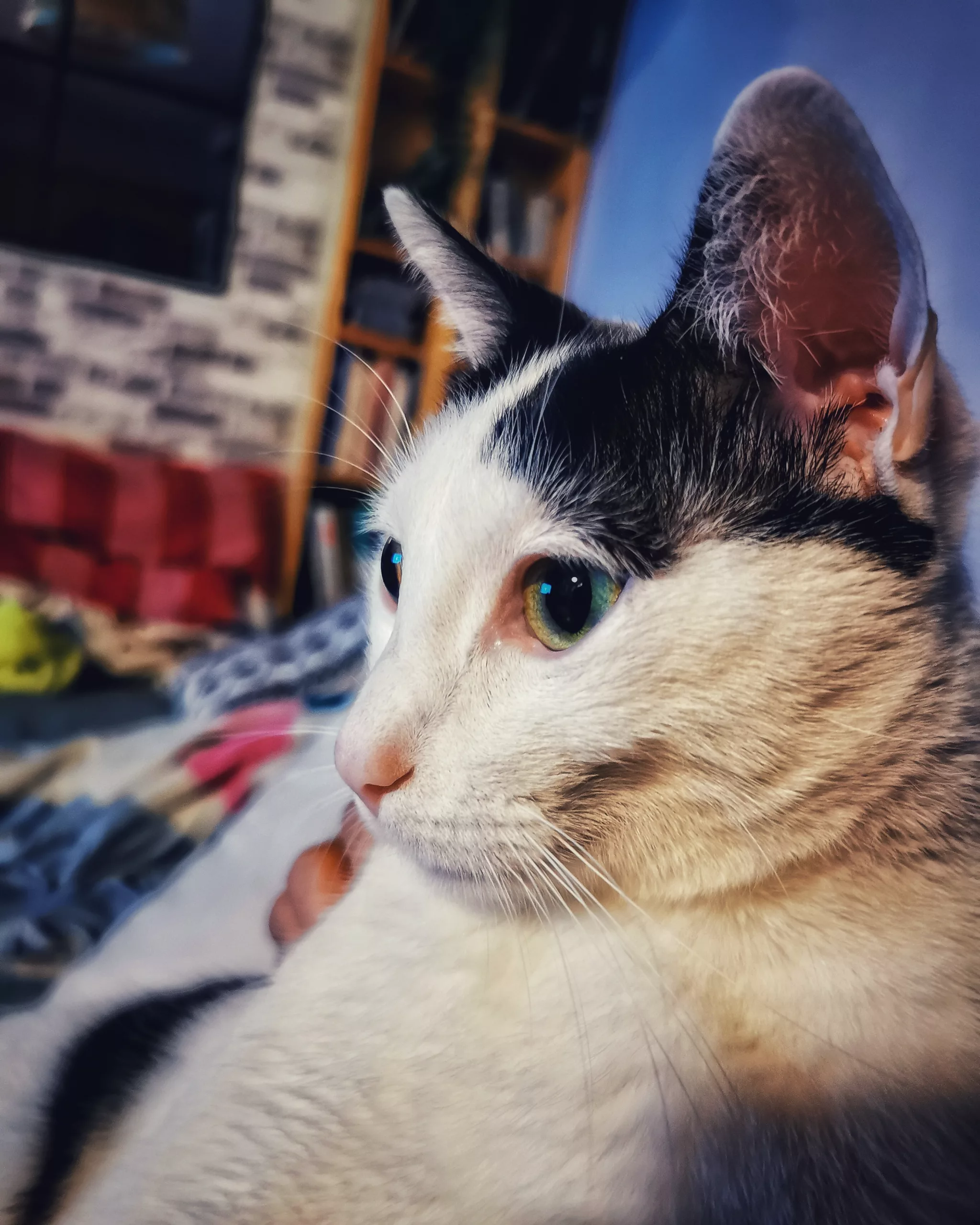 Katu Begirada – Mirada Gatuna 7 | Aventuras y Travesuras de Max El Travieso un Gato Juguetón