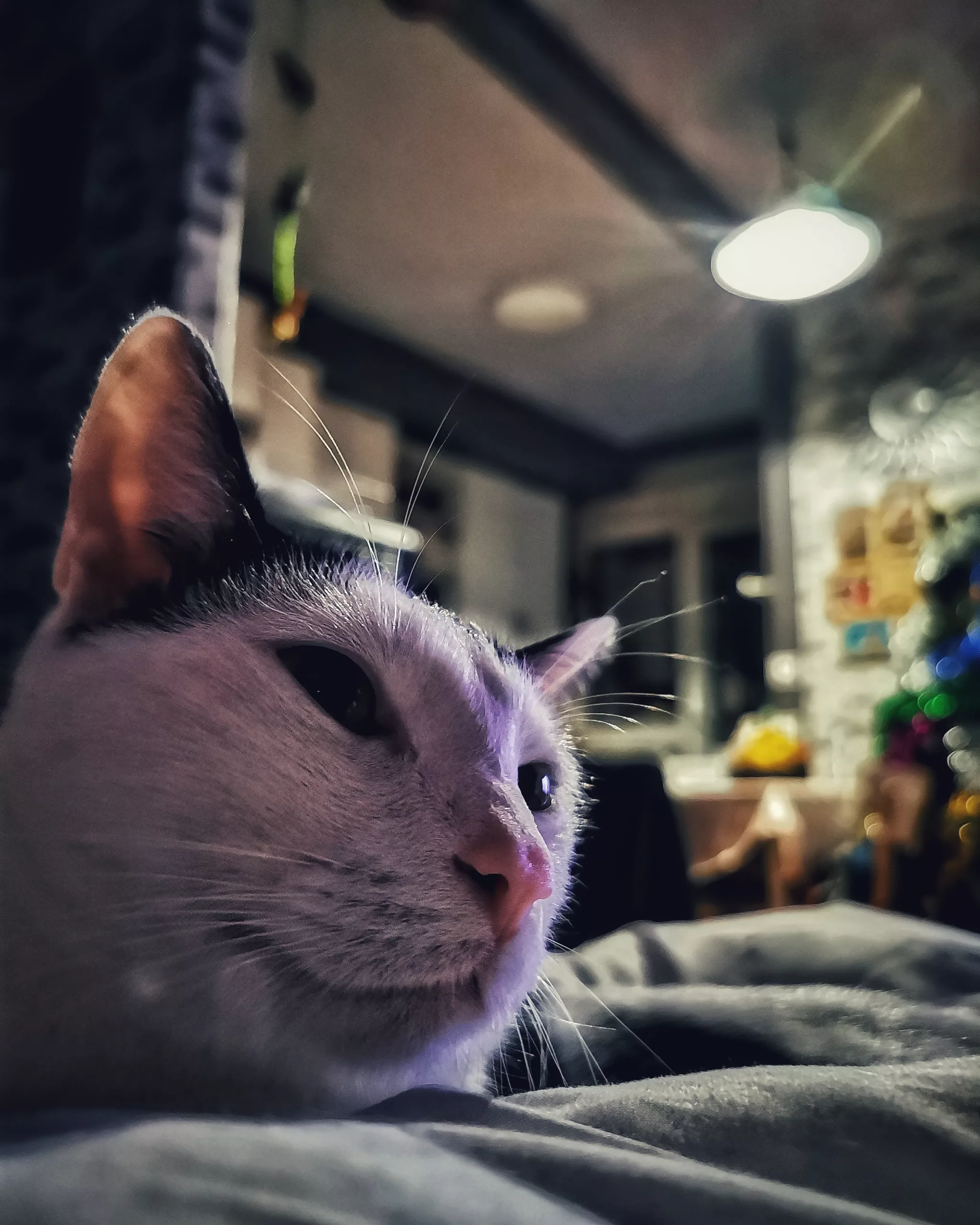 Katu Begirada – Mirada Gatuna 8 | Aventuras y Travesuras de Max El Travieso un Gato Juguetón