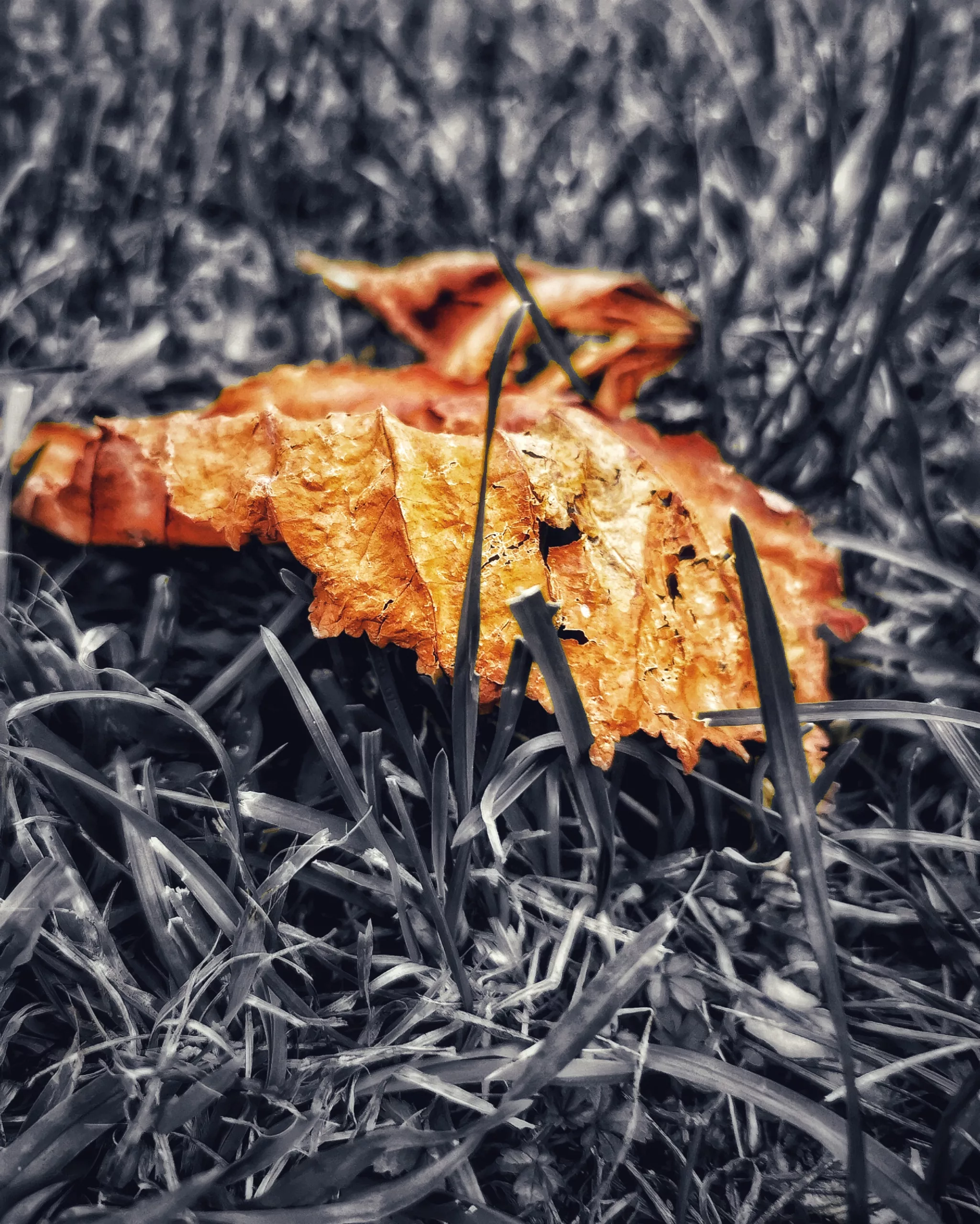 Los pequeños detalles 41 – Fotografía creativa móvil en Barakaldo | Ibarakaldo