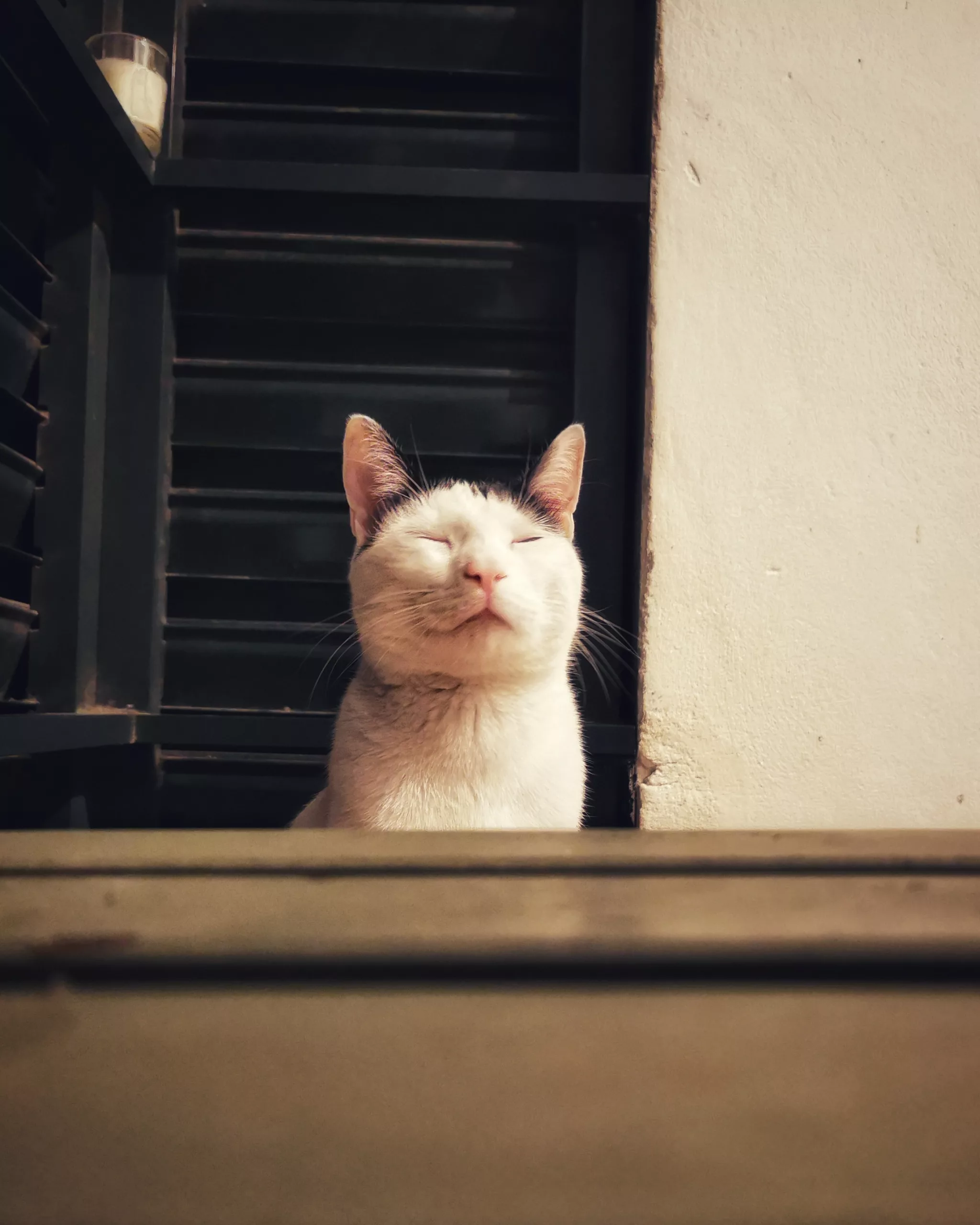 Katu Begirada – Mirada Gatuna 10 | Aventuras y Travesuras de Max El Travieso un Gato Juguetón