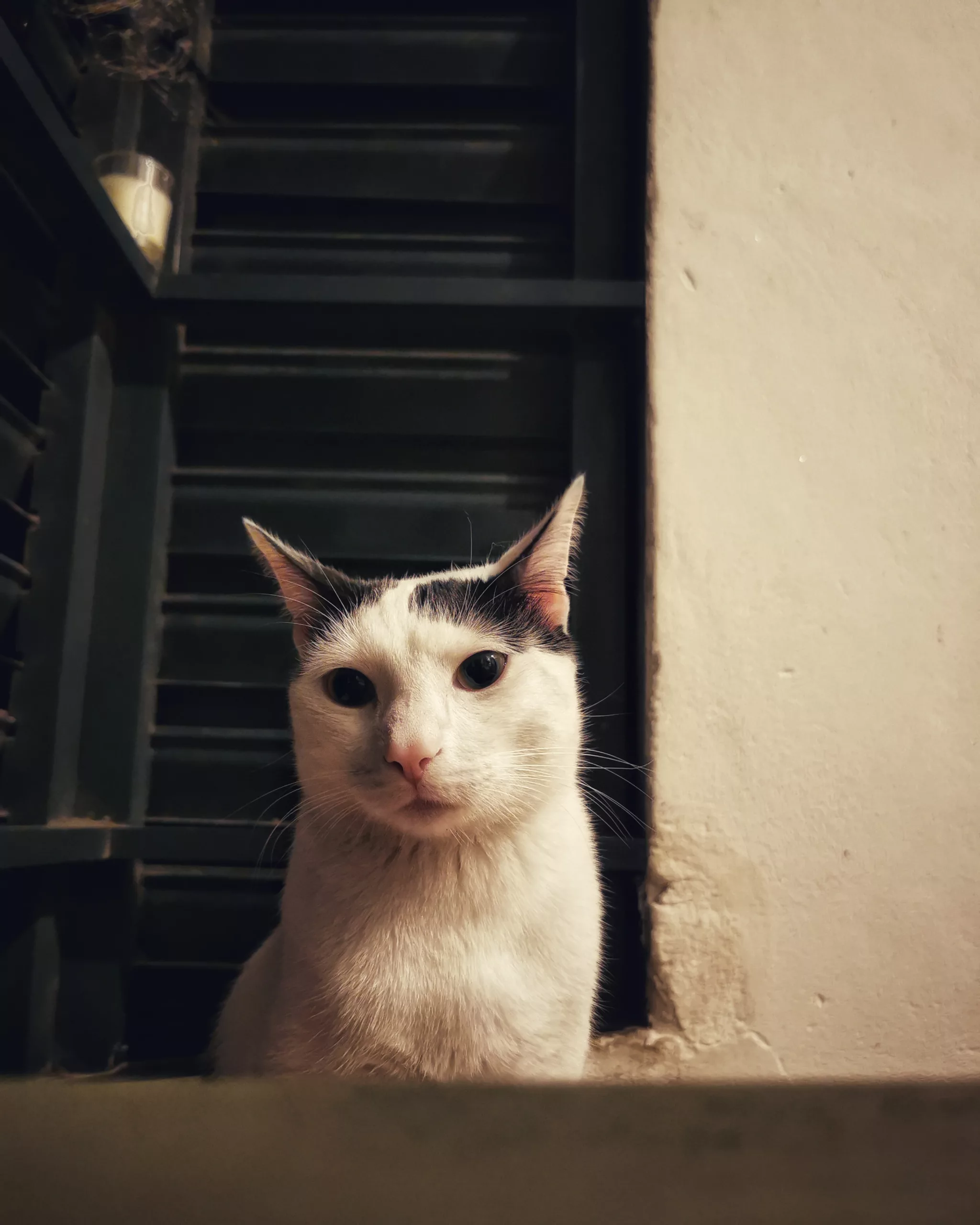 Katu Begirada – Mirada Gatuna 9 | Aventuras y Travesuras de Max El Travieso un Gato Juguetón