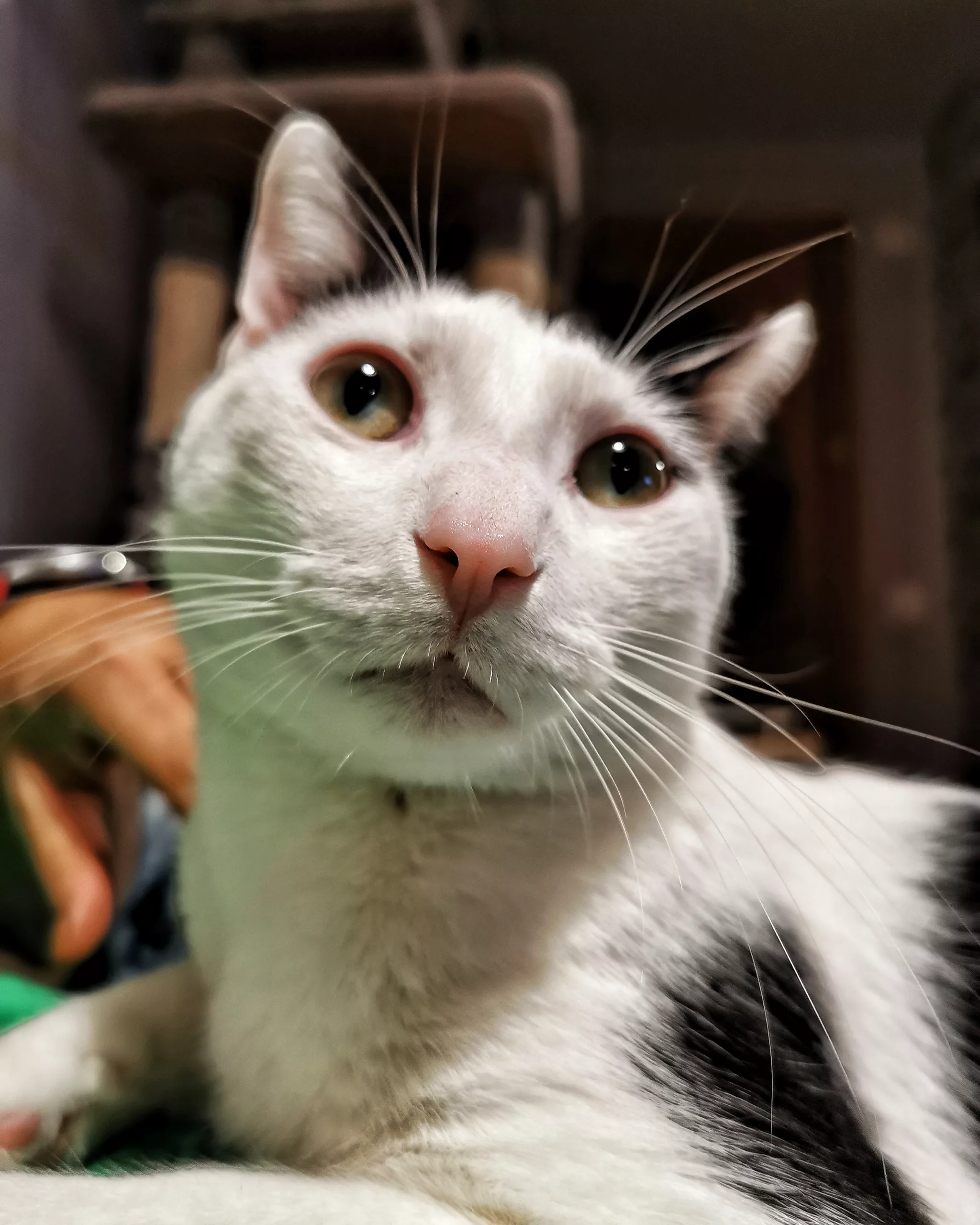 Katu Begirada – Mirada Gatuna 11 | Aventuras y Travesuras de Max El Travieso un Gato Juguetón