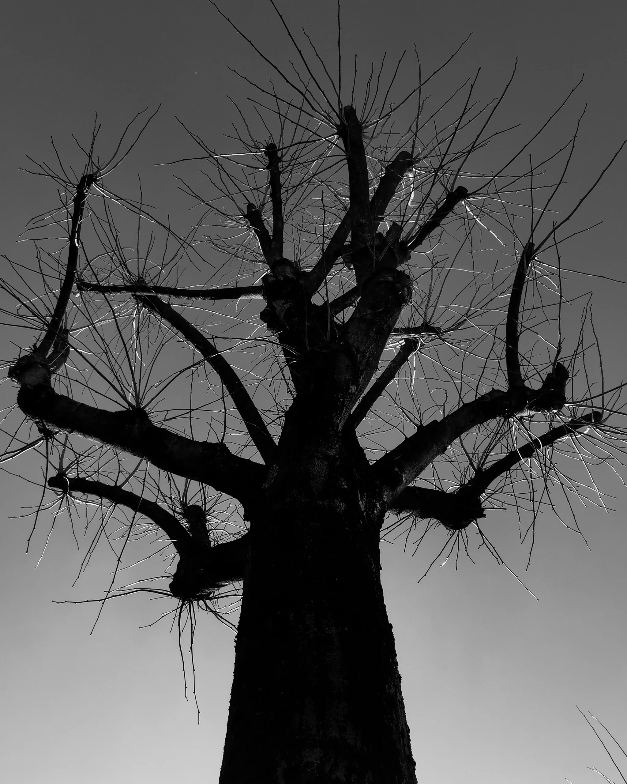 Raices 2 – Fotografía creativa móvil en Barakaldo | Ibarakaldo