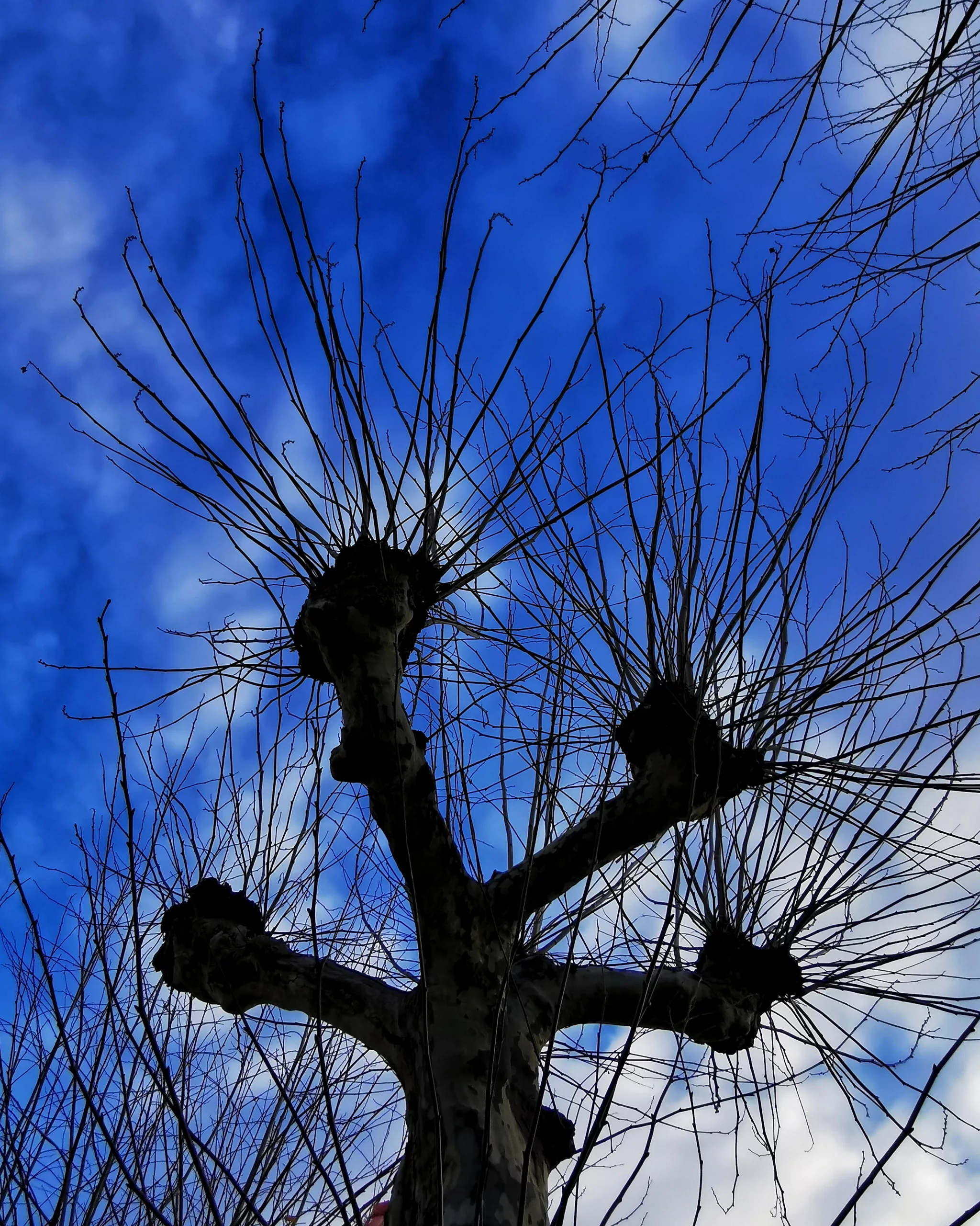 SUSTRAIA. Raices – Fotografía creativa móvil en Barakaldo | Ibarakaldo