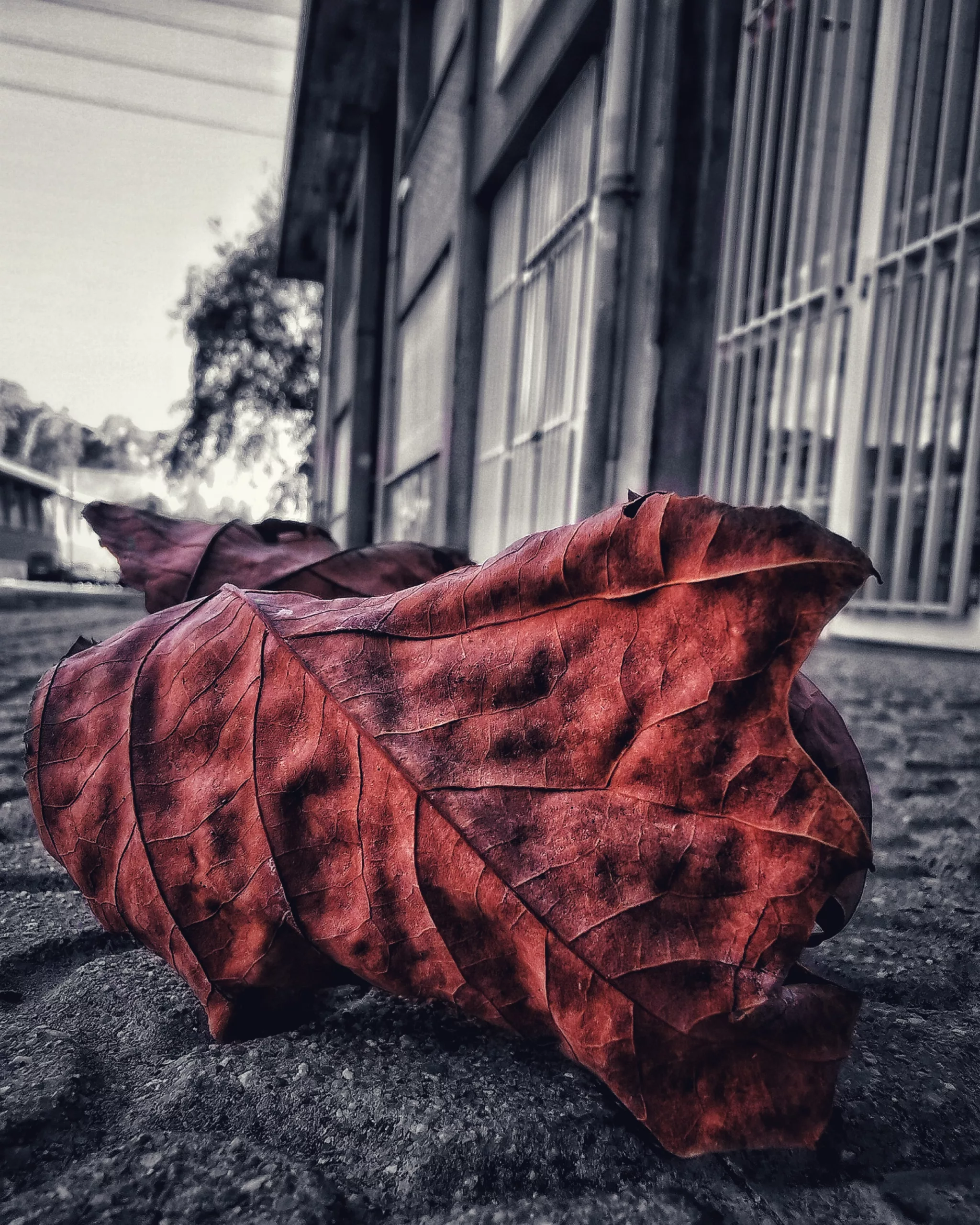 Los pequeños detalles 49 – Fotografía creativa móvil en Barakaldo | Ibarakaldo