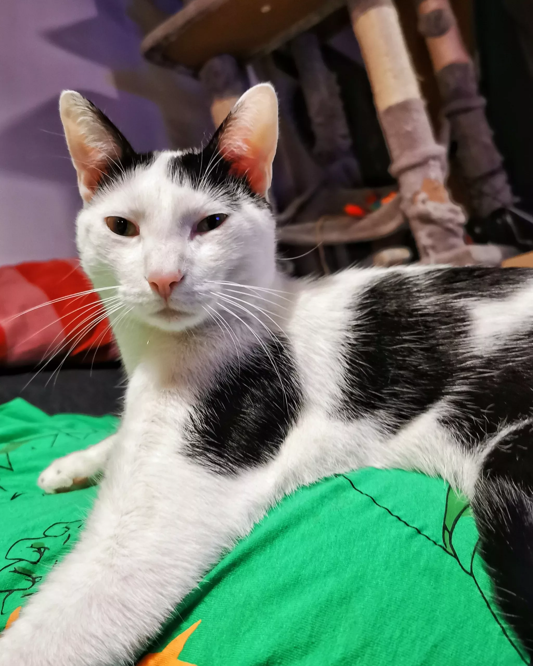 Katu Begirada – Mirada Gatuna 13 | Aventuras y Travesuras de Max El Travieso un Gato Juguetón