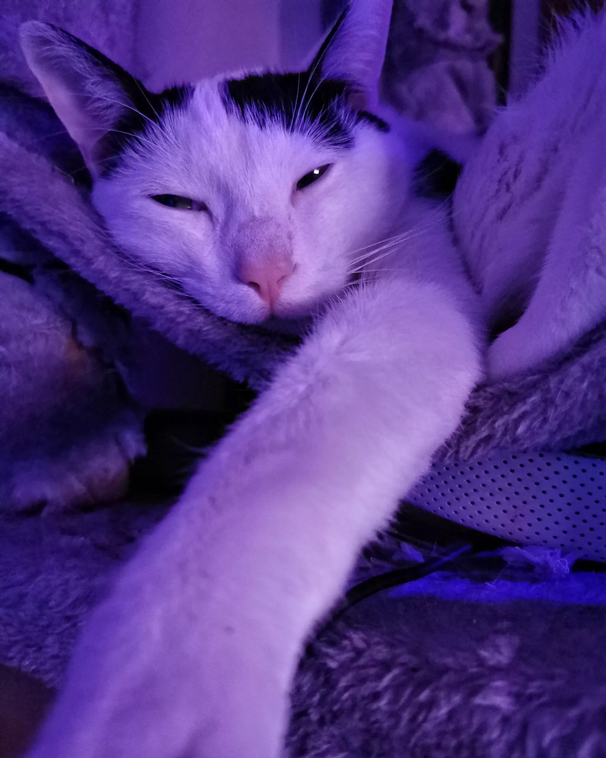 Katu Begirada – Mirada Gatuna 14