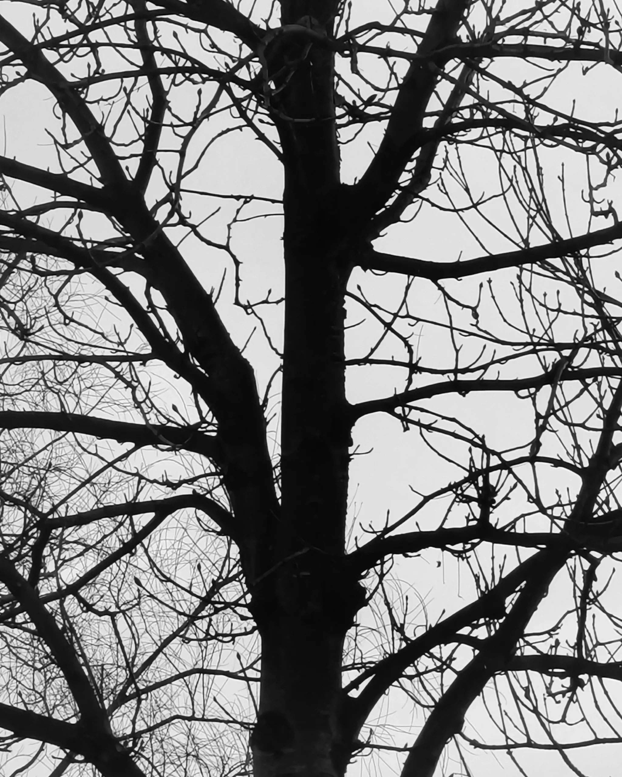 Raices 3 – Fotografía creativa móvil en Barakaldo | Ibarakaldo