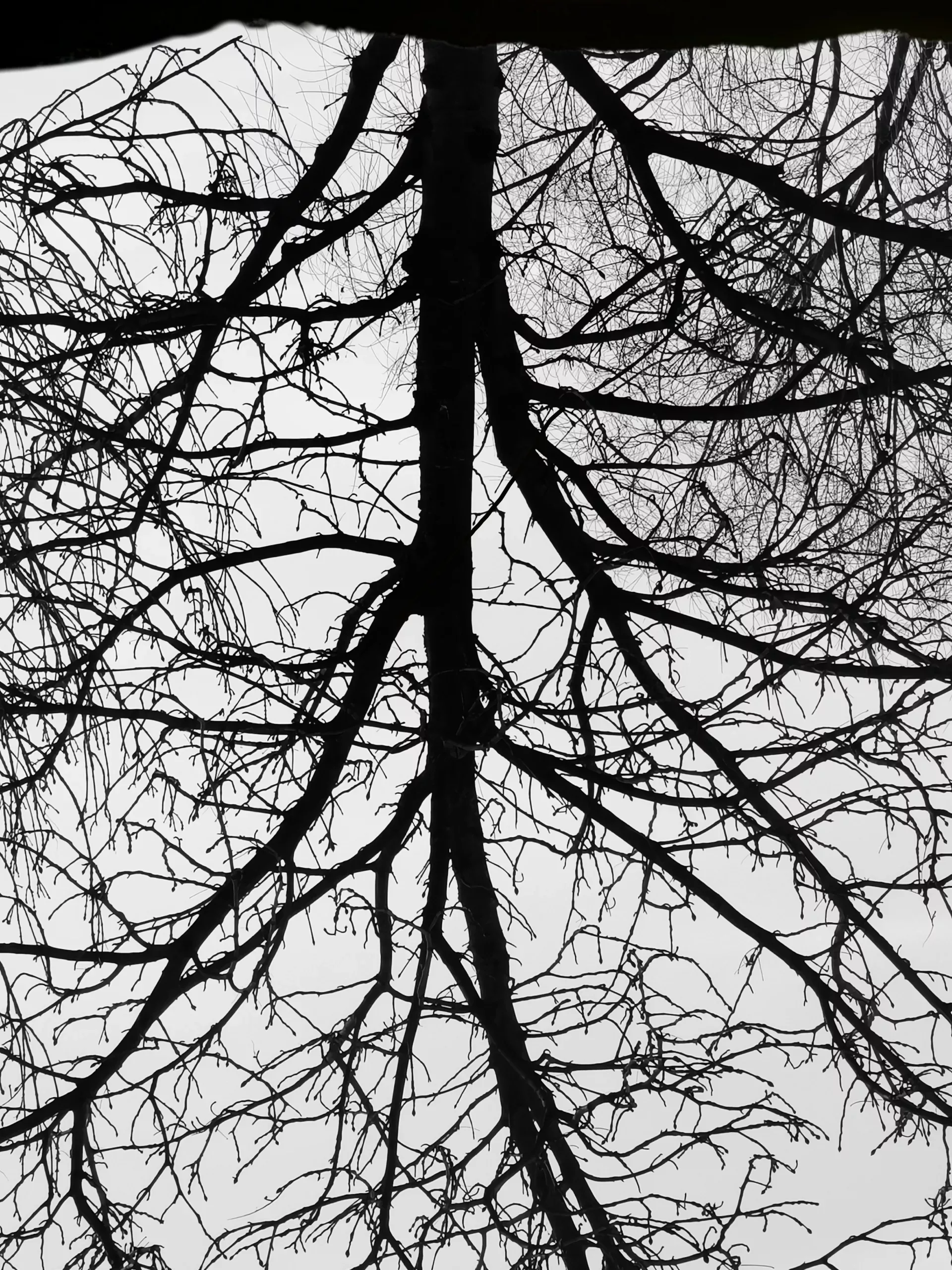 Raices 4 – Fotografía creativa móvil en Barakaldo | Ibarakaldo