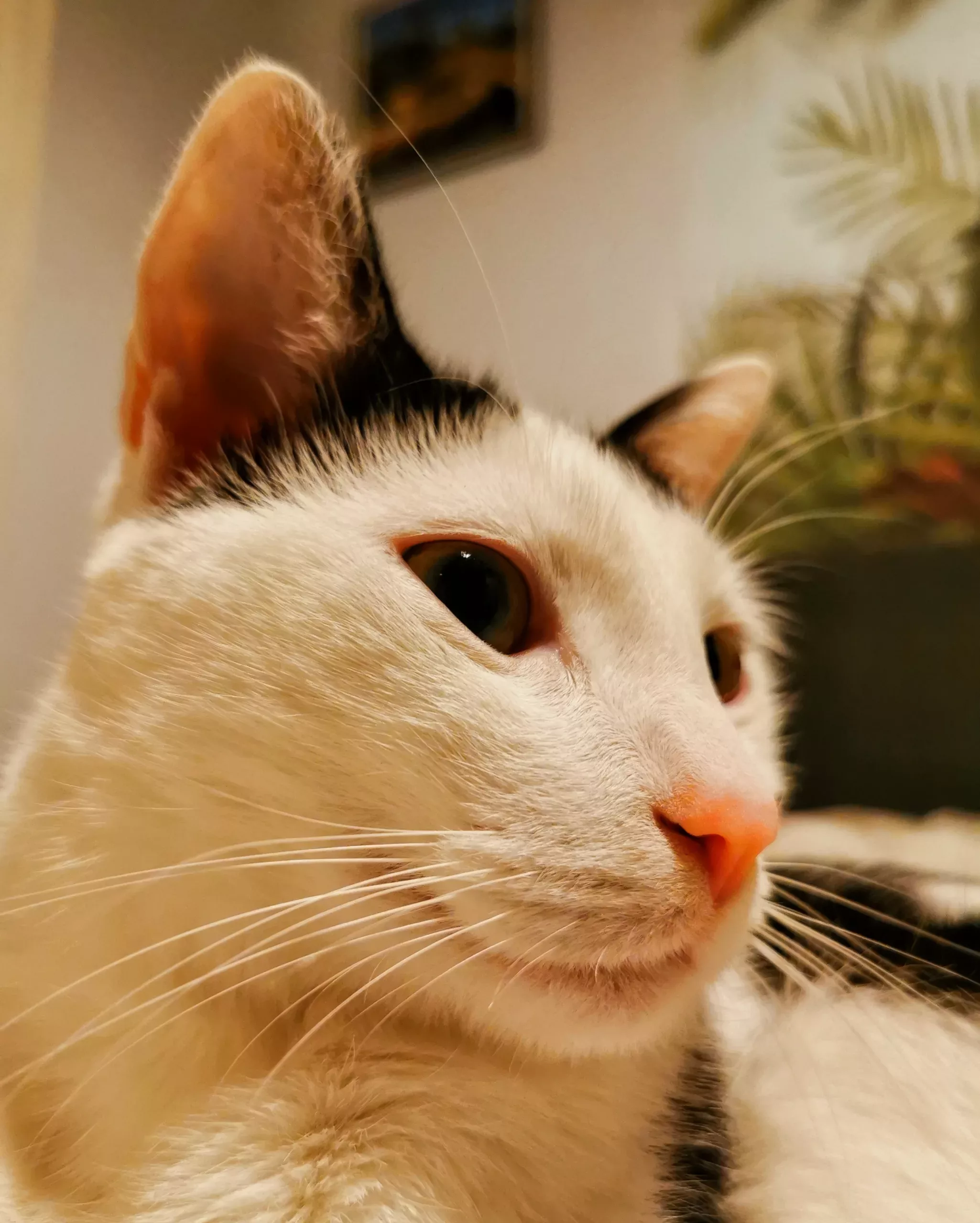 Katu Begirada – Mirada Gatuna 15 | Aventuras y Travesuras de Max El Travieso un Gato Juguetón