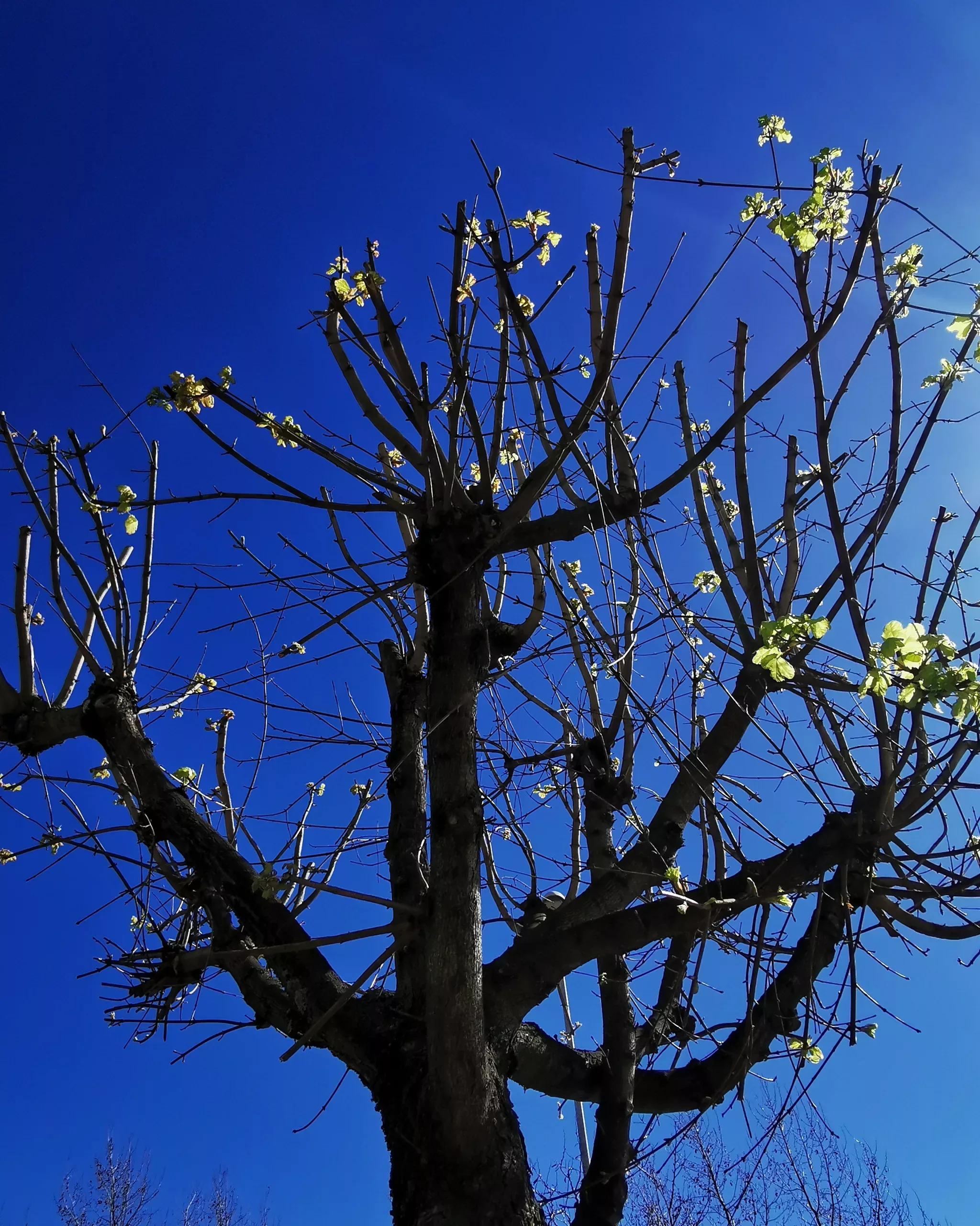 Raices 5 – Fotografía creativa móvil en Barakaldo | Ibarakaldo