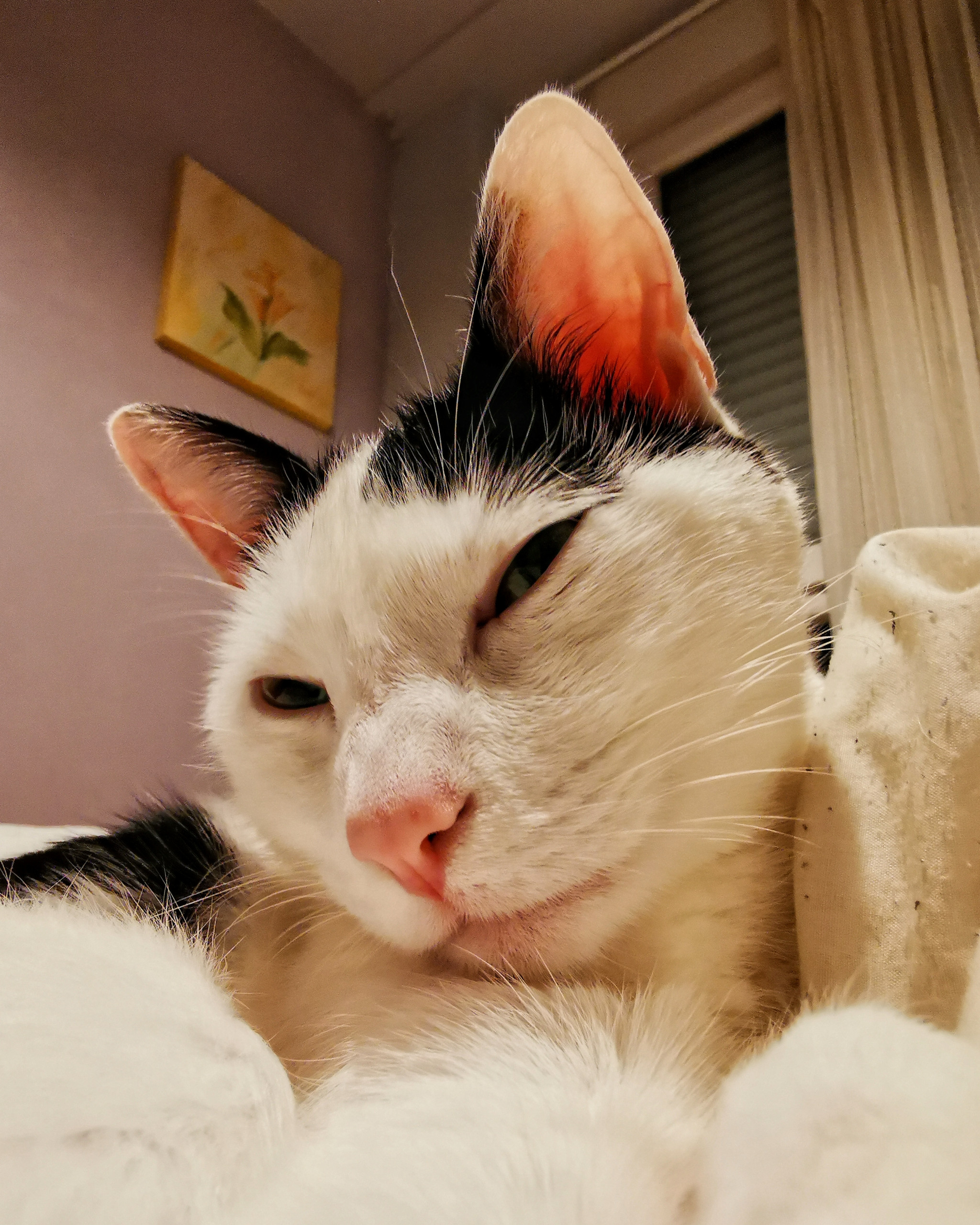 Katu Begirada – Mirada Gatuna 17 | Aventuras y Travesuras de Max El Travieso un Gato Juguetón