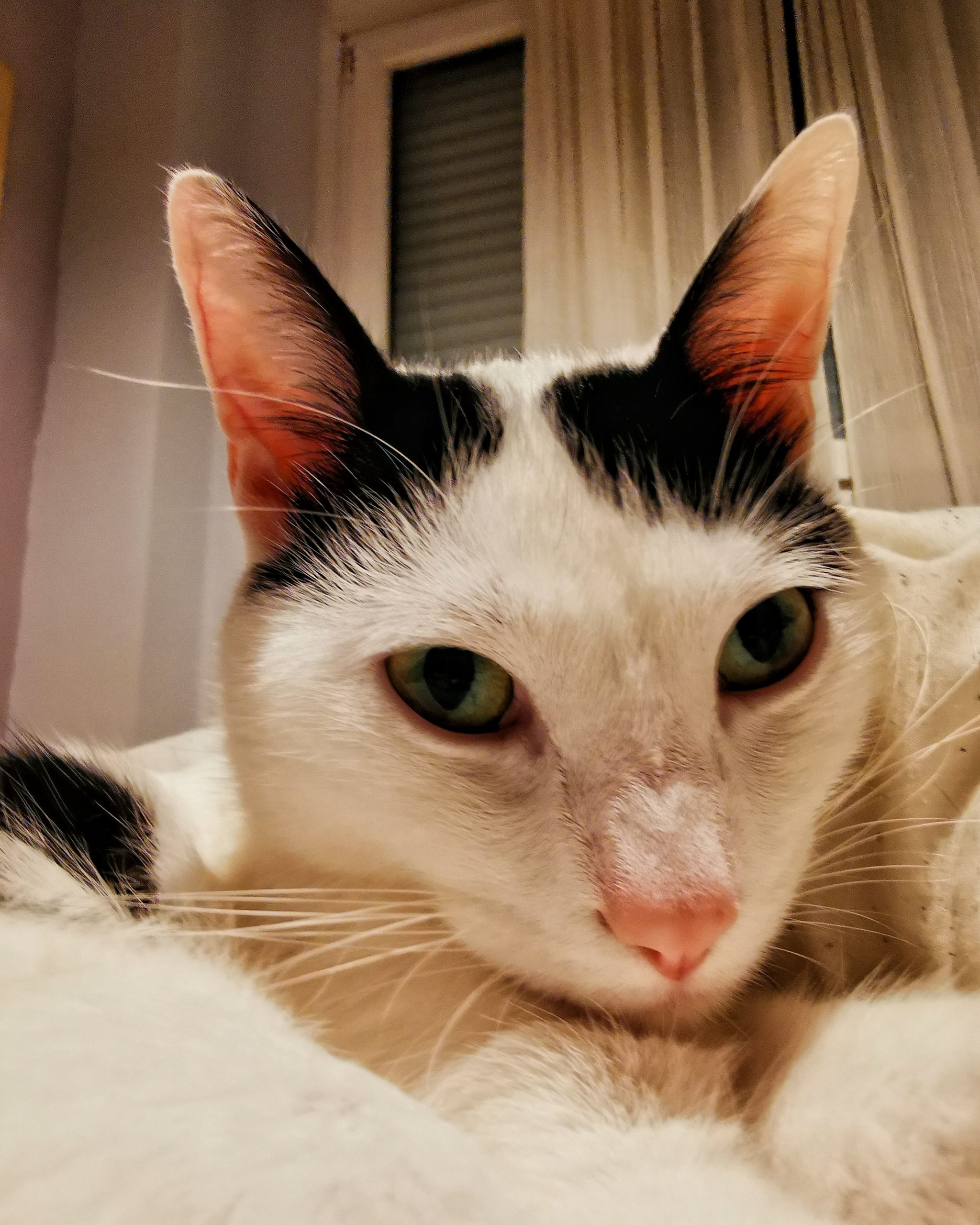 Katu Begirada – Mirada Gatuna 16 | Aventuras y Travesuras de Max El Travieso un Gato Juguetón