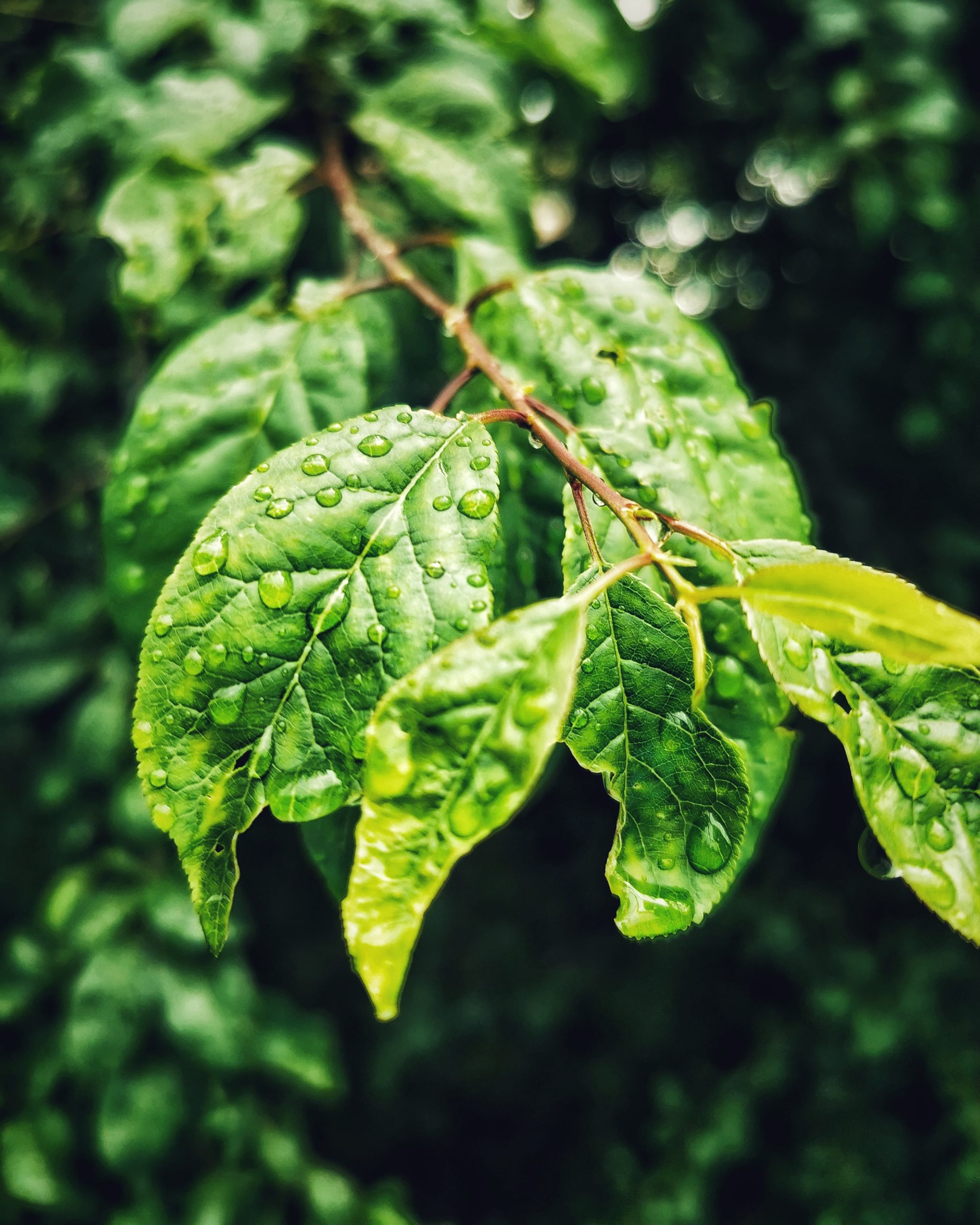 Green- Fotografía creativa móvil en Barakaldo | Ibarakaldo
